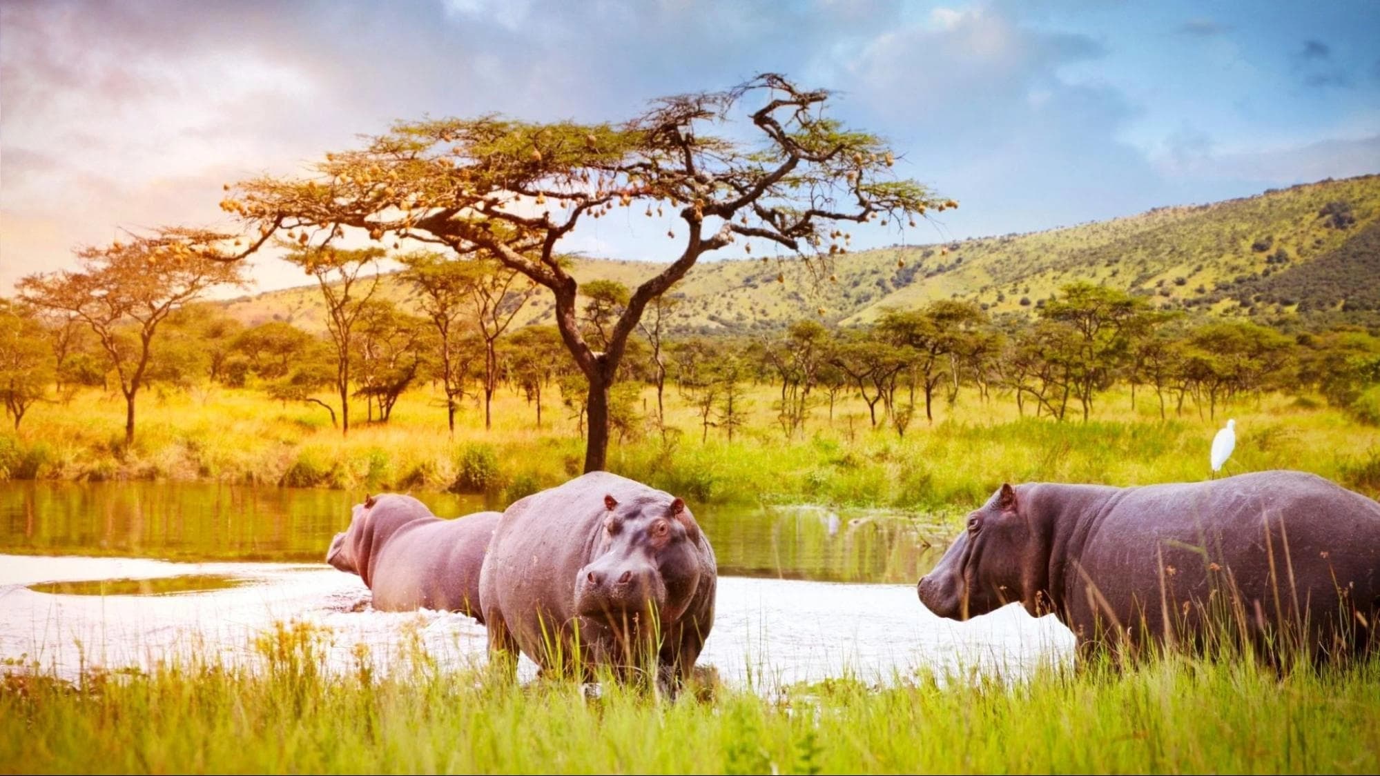 Akagera Hippos