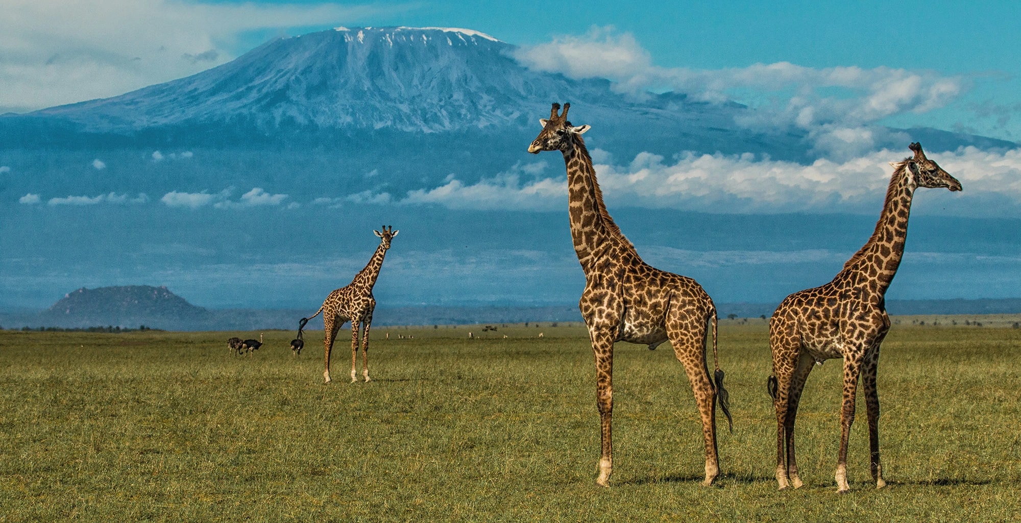 1759775992756 Best visit Guide to Amboseli national park on Kenya tour holiday