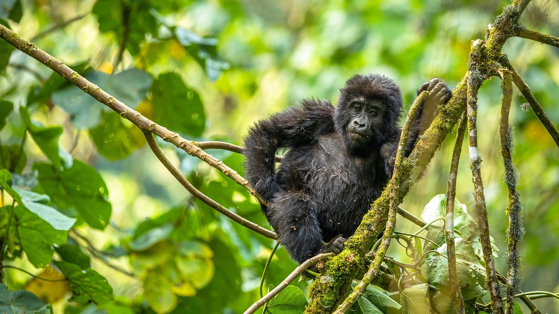 Gorilla Infant Bwindi Uganda