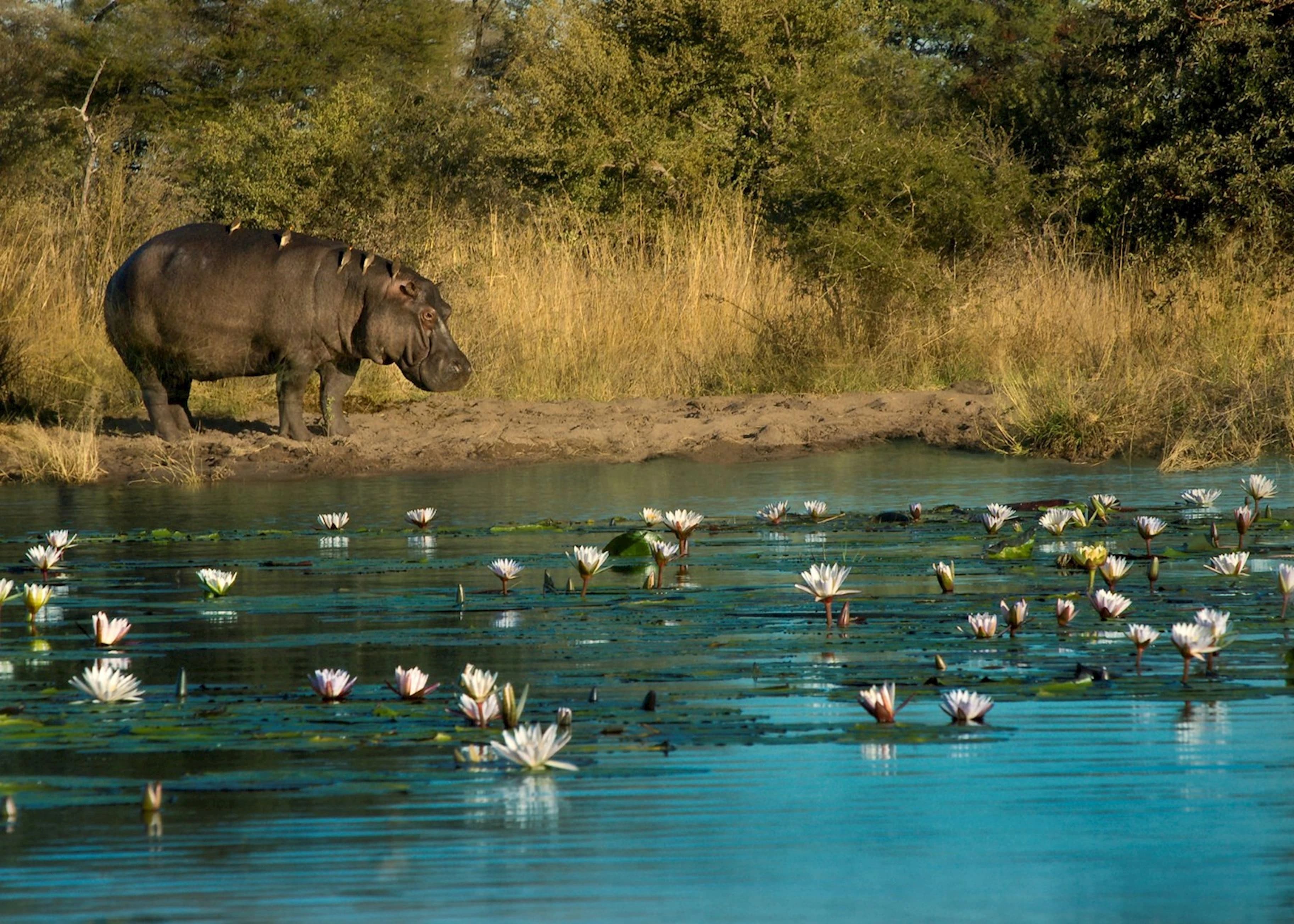1030113 contemplating a dip in the caprivi strip