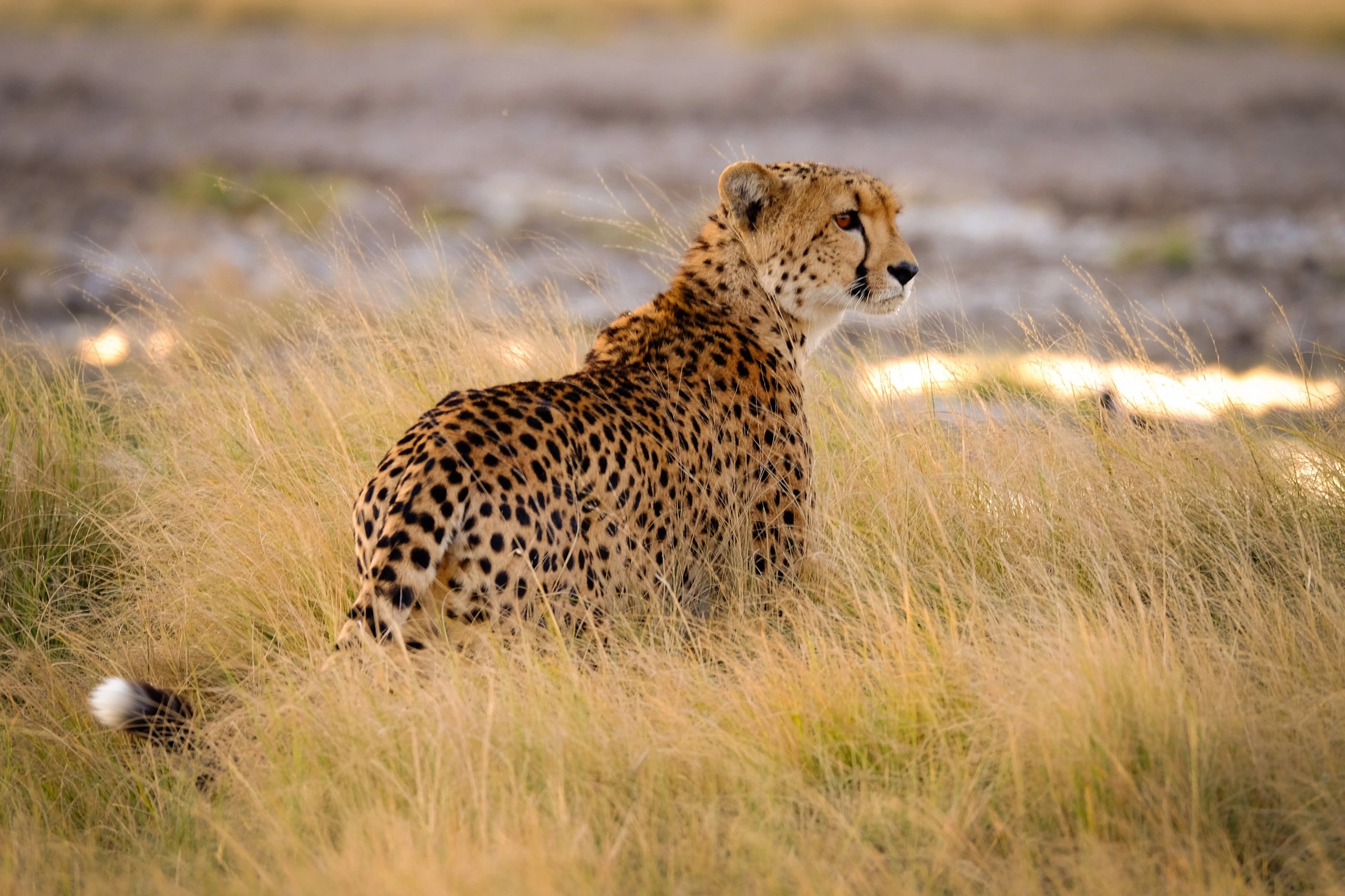 botswana central kalahari game reserve hdr 1
