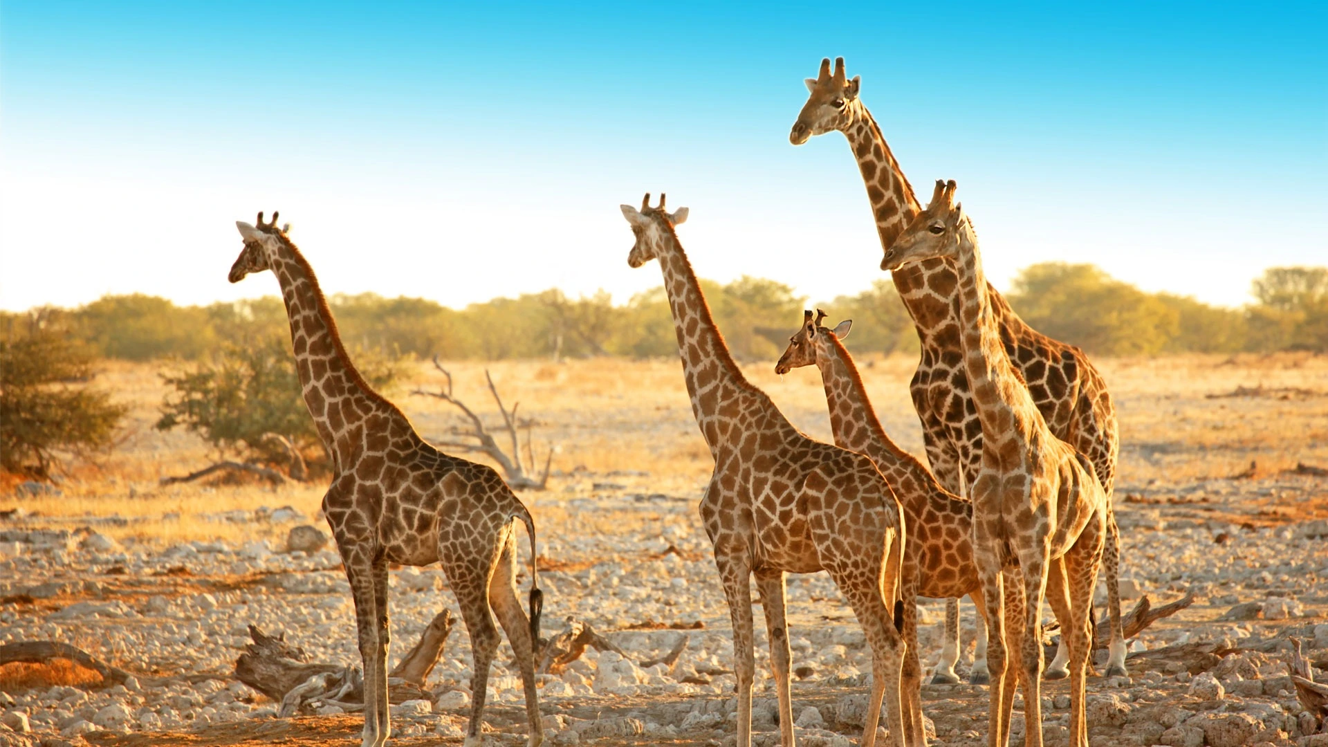 Giraffe on a walking safari in Etosha Namibia