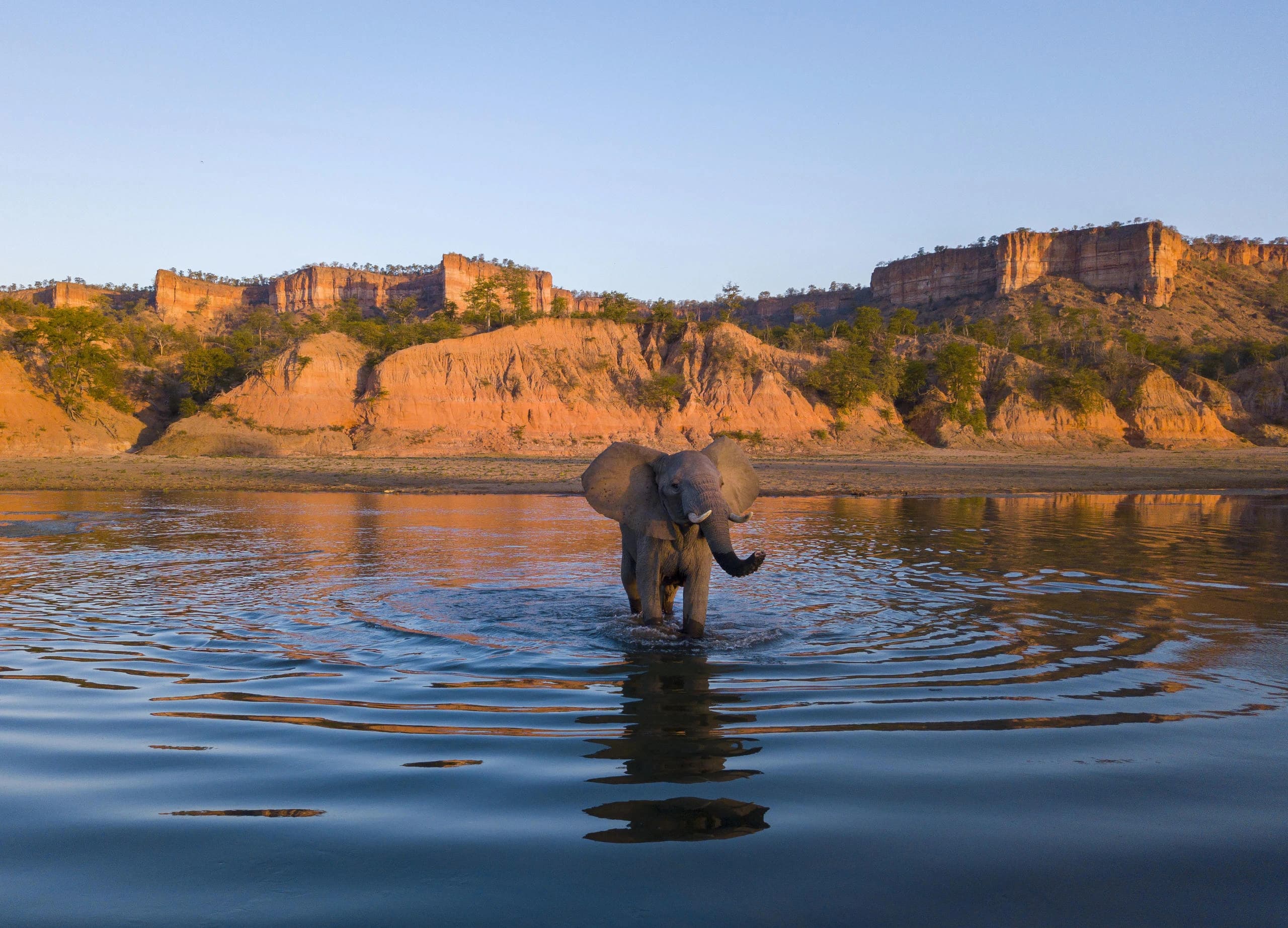 dji 0453 elephant scaled