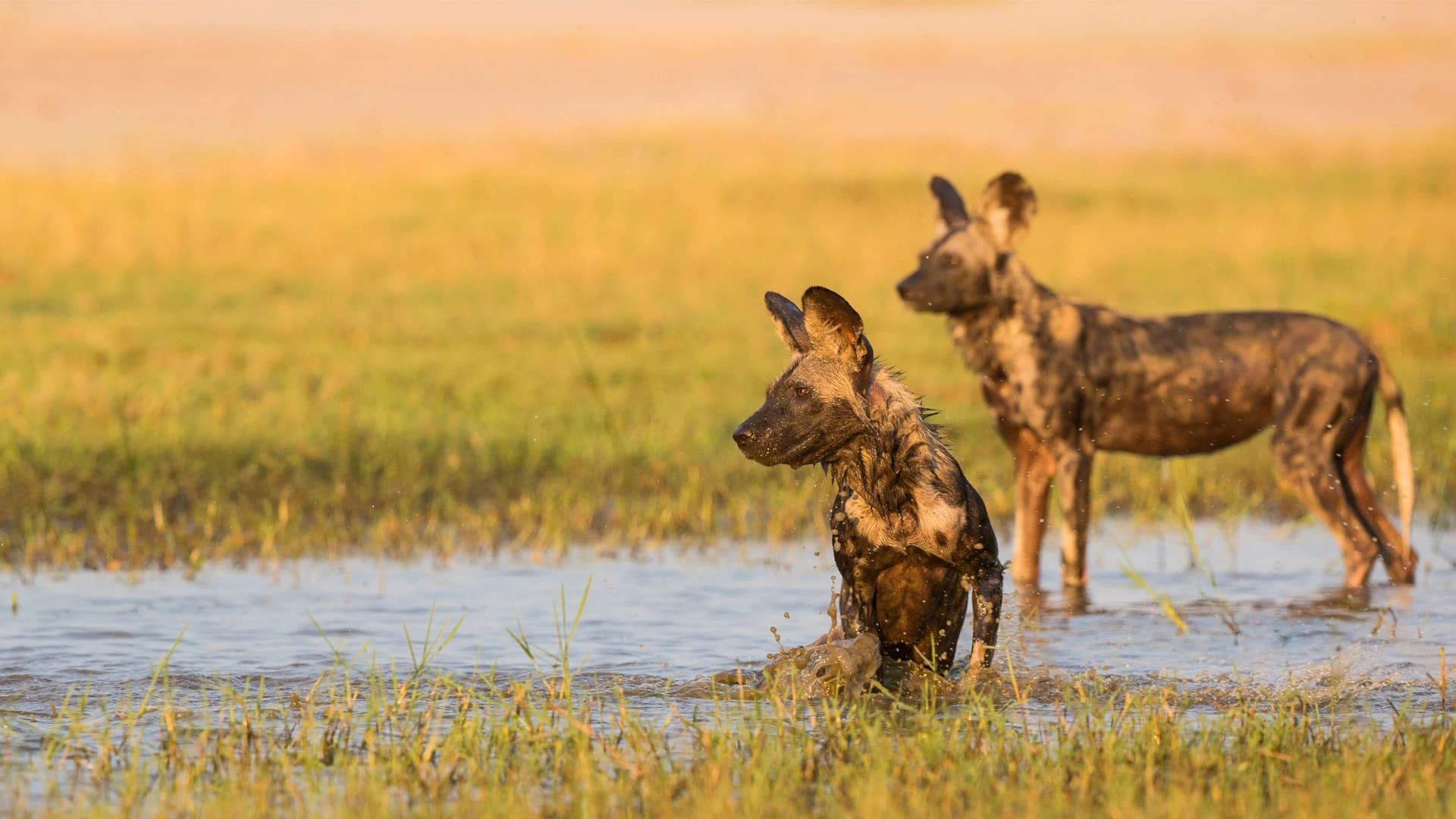 African Wild Dogs playing in the shallow waters
