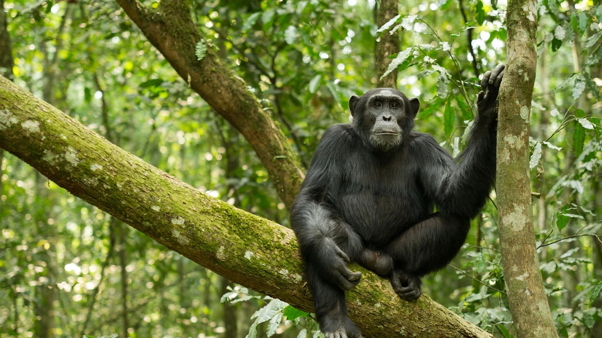 Uganda Kibale National Park 185239707
