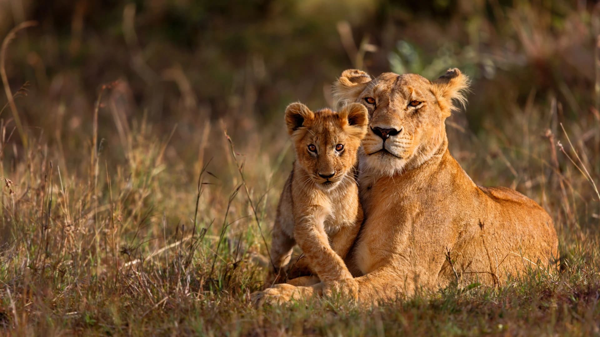 A tender moment between Lioness and cub