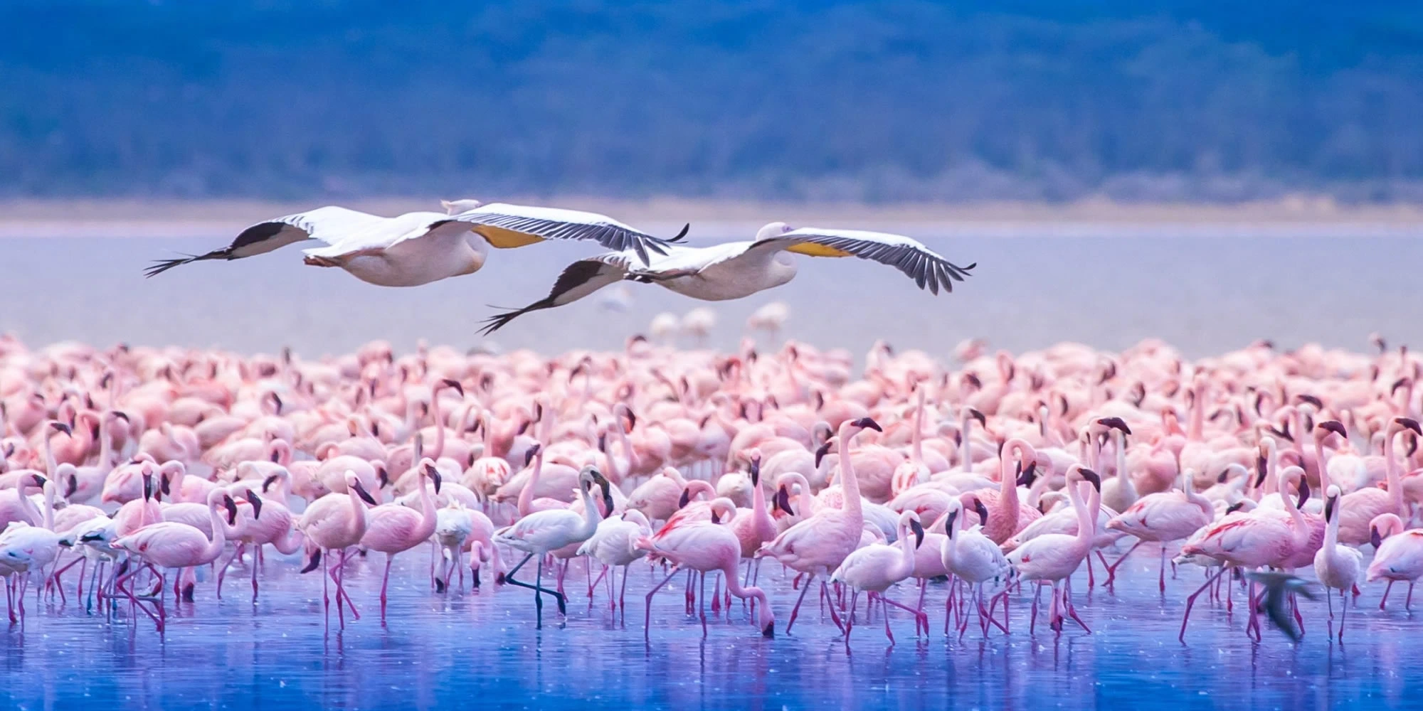 destinations kenya lake nakuru national park