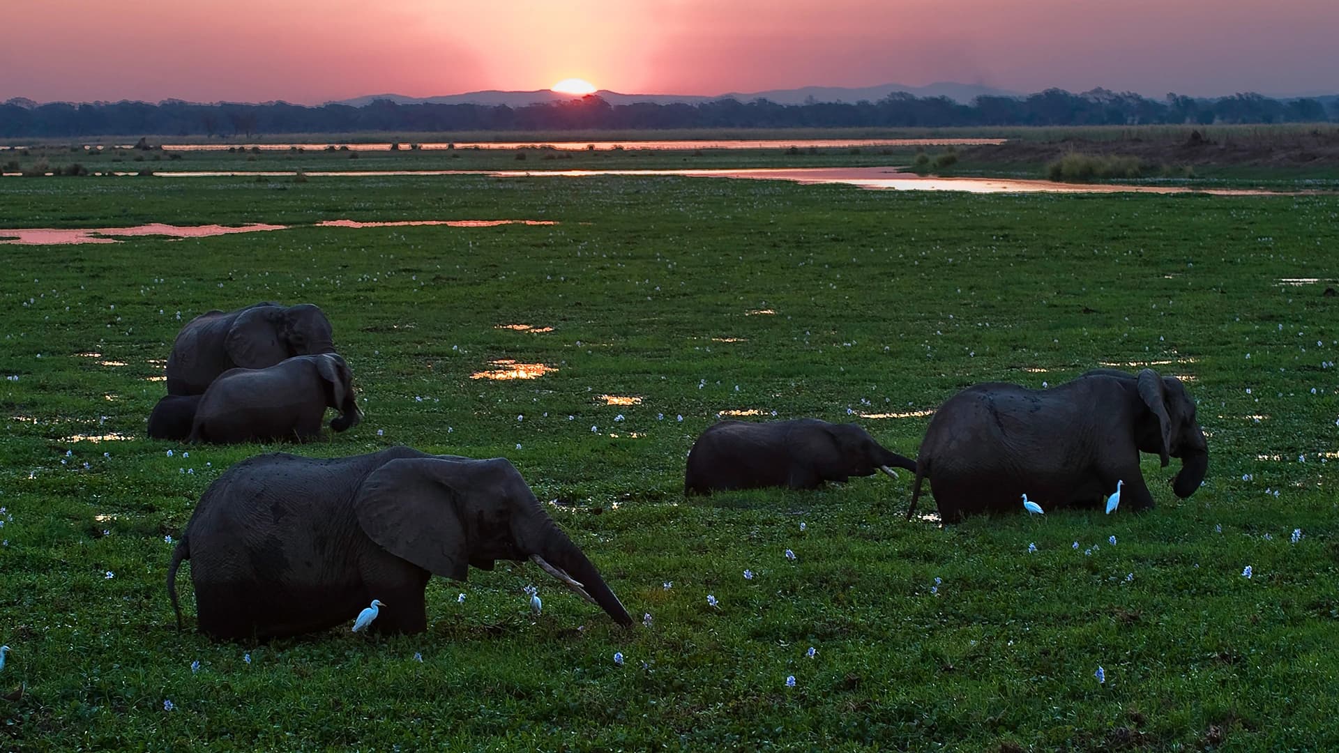 Safari Game Drive Watching Elephants Feeding