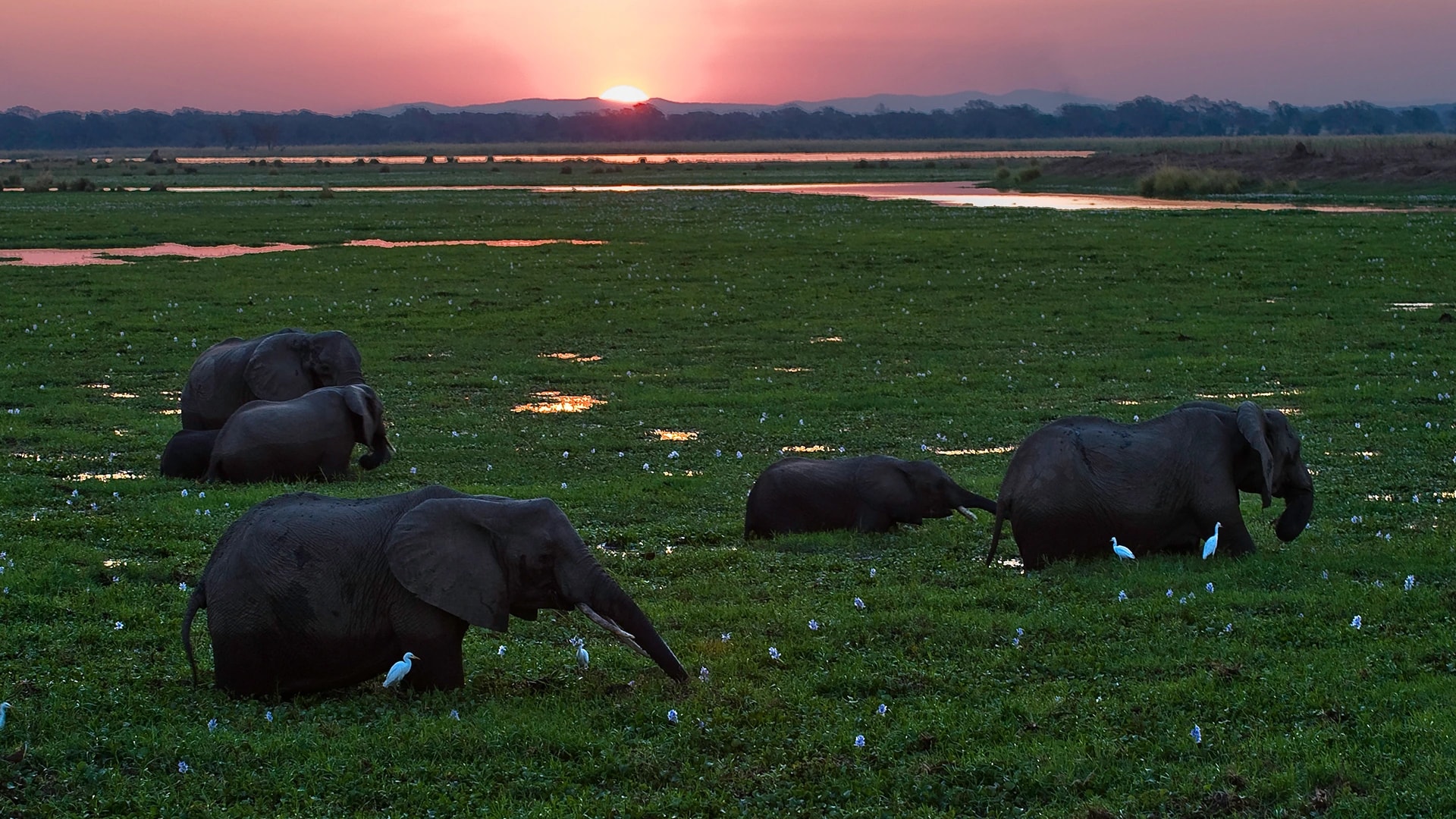 Safari Game Drive Watching Elephants Feeding