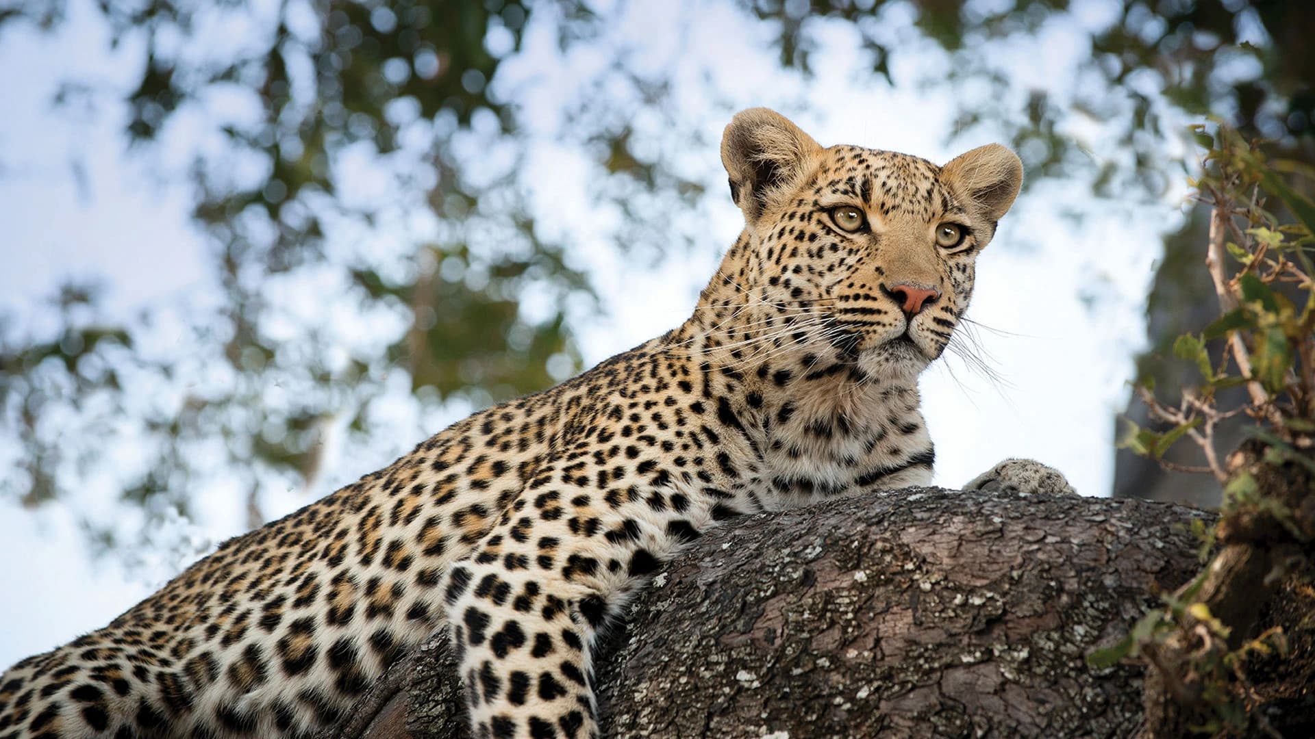 Leopard in a tree in Moremi Game Reserve