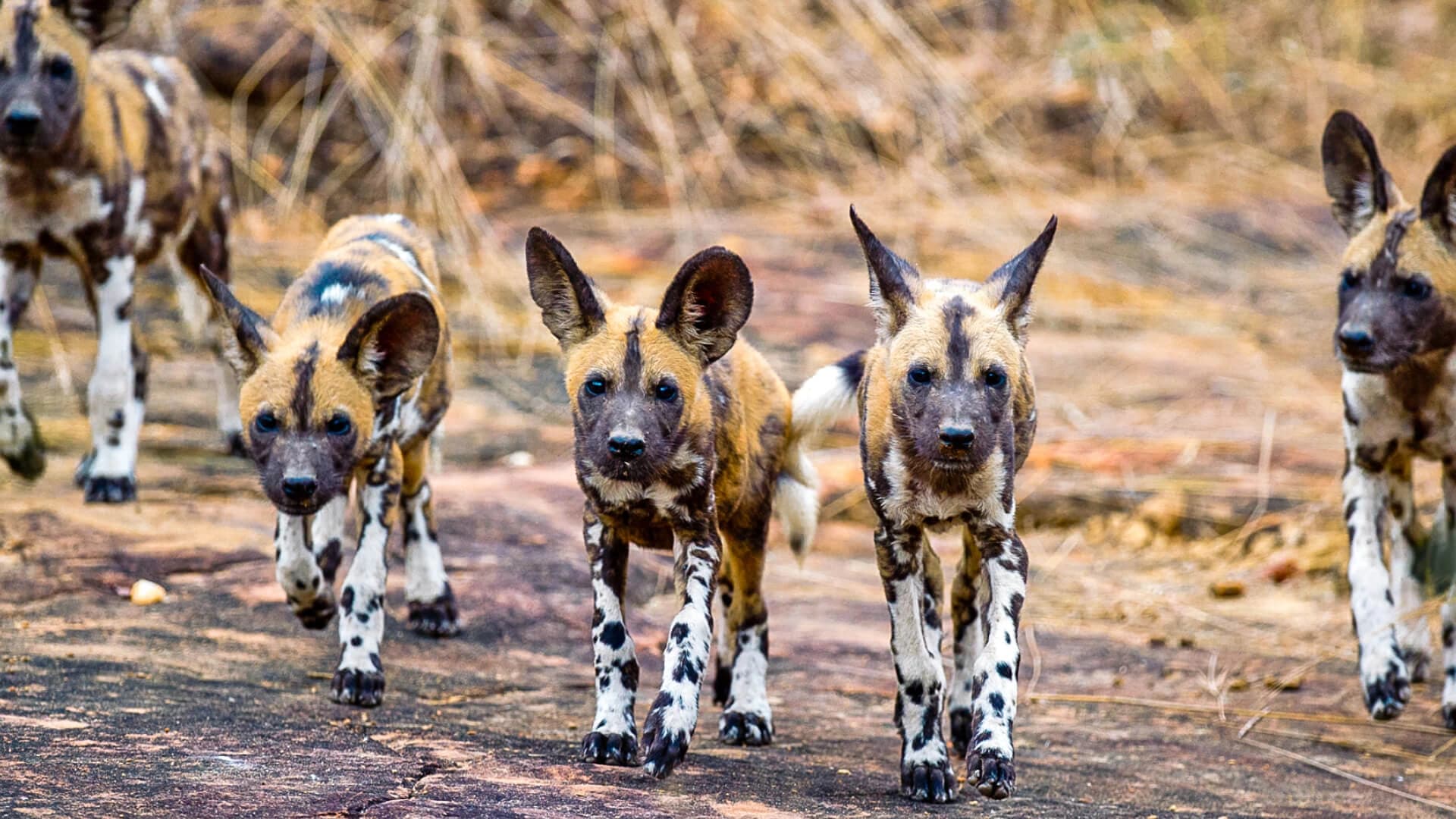 Nyerere National Park is known for its wild dog populations (1)