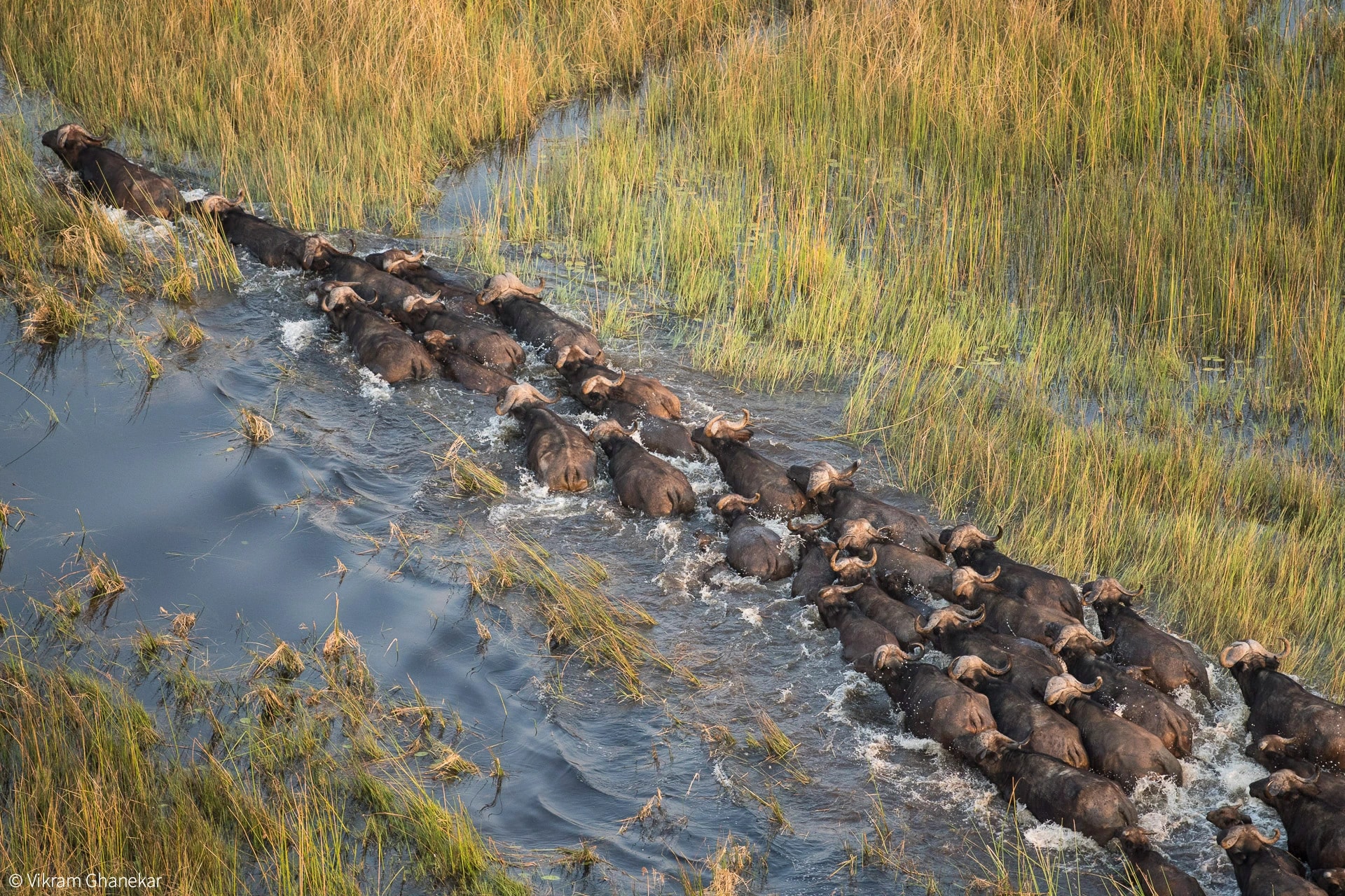 Vikram Ghanekar Buffalo herd Okavango Delta Botswana Aerial Shot from Helicopter
