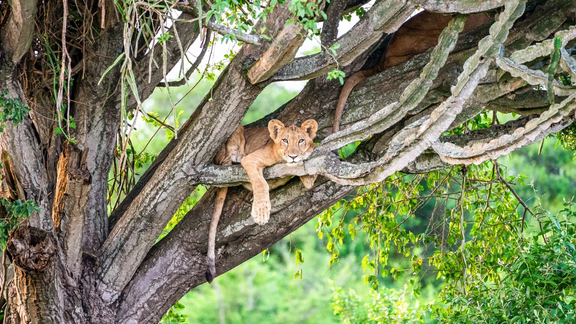 tree climbing lion queen elizabeth national park uganda 1920x1080.jpg
