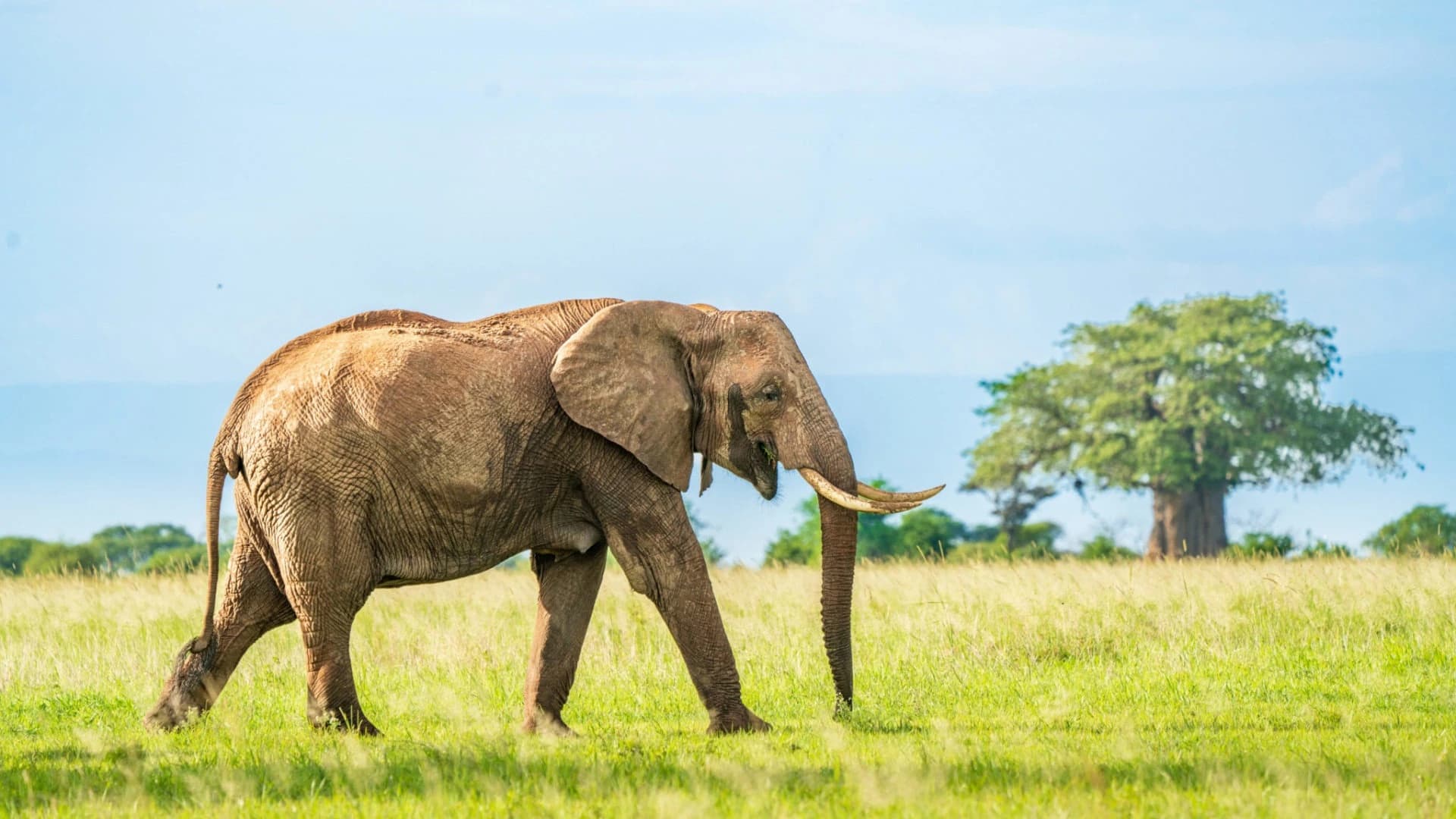 tanzania tarangire national park elephant frank photography 1920x1080