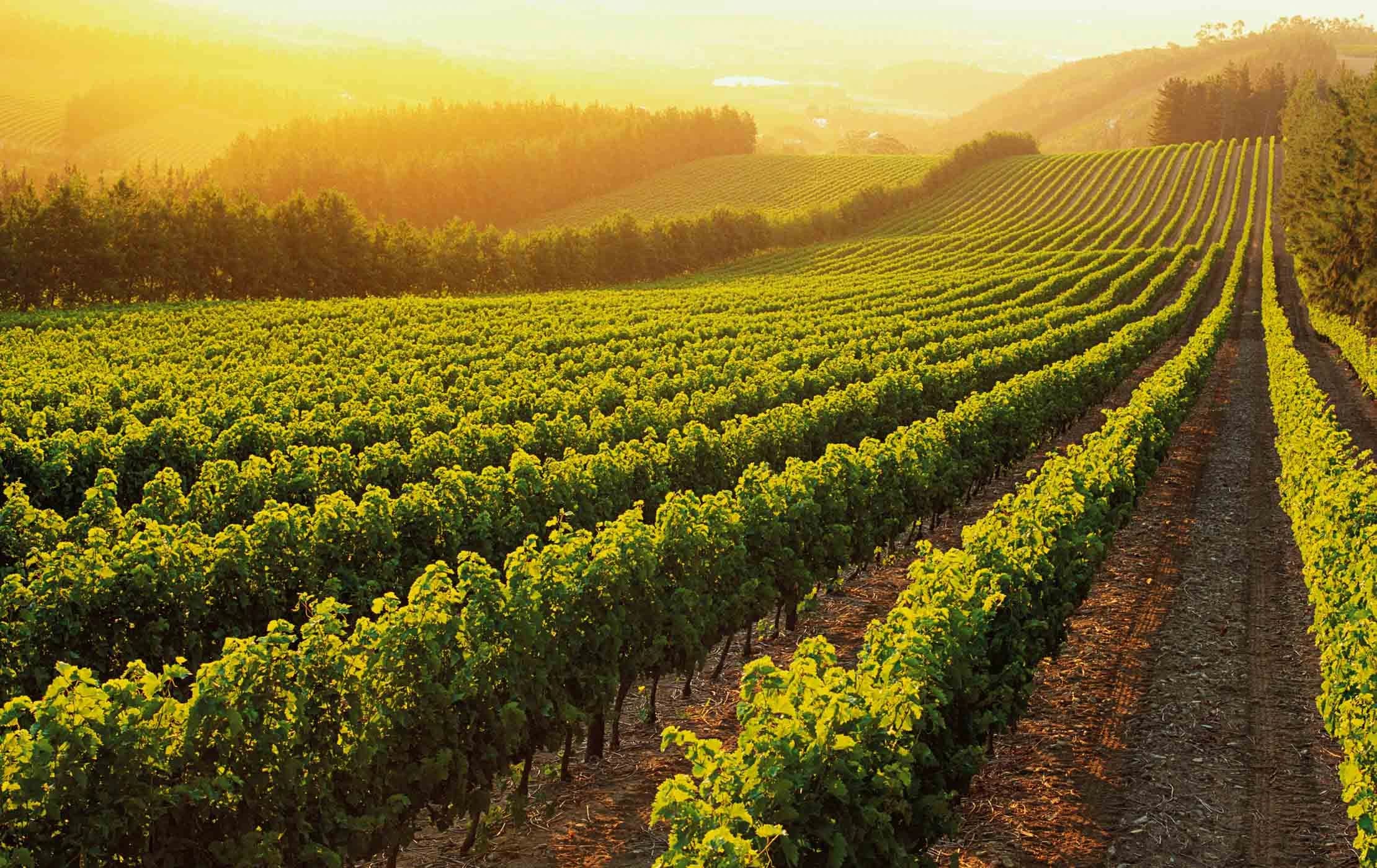 cape winelands 3