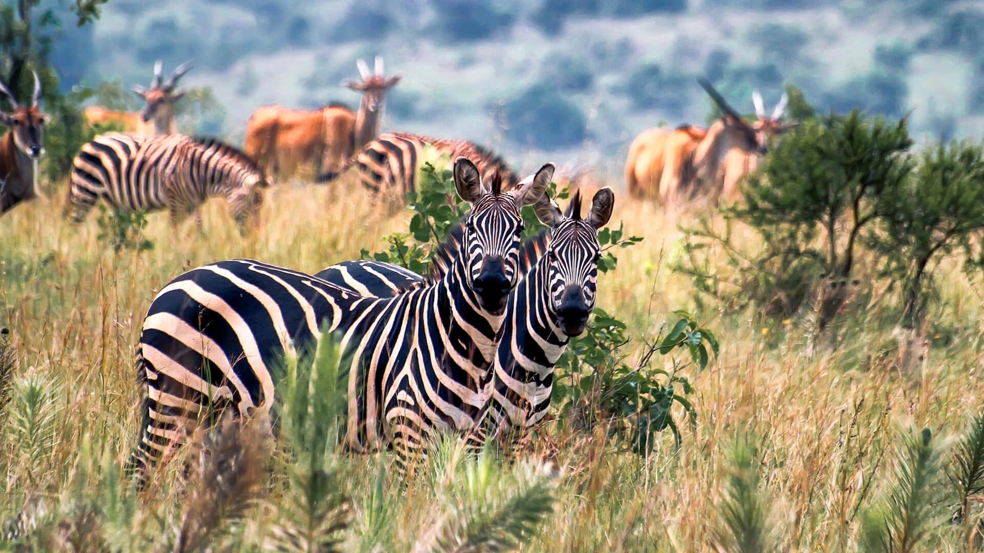 Grazing zerba and antelope in Akagera National Park Rwanda