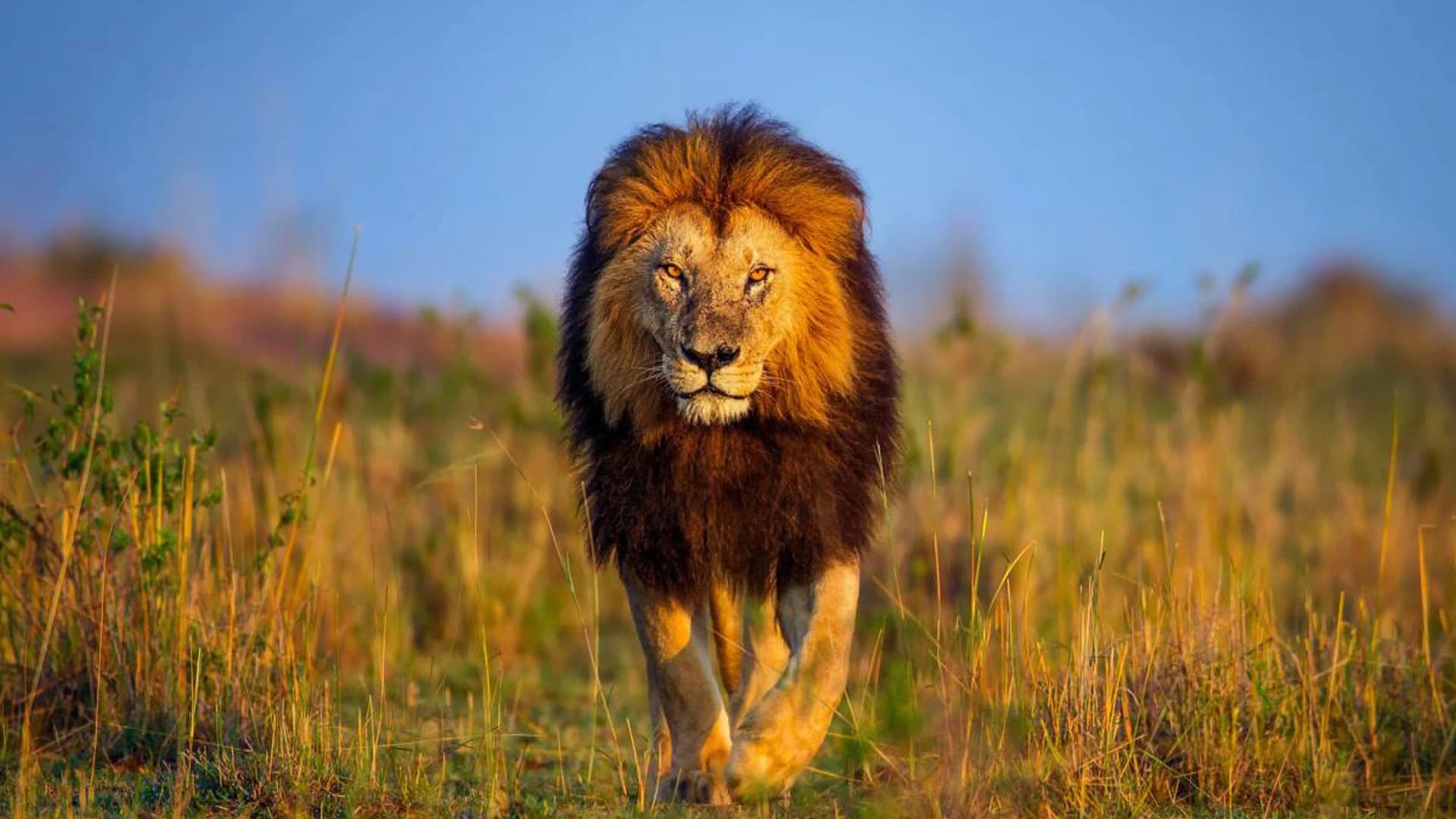 4 Days Tsavo East and West Safari