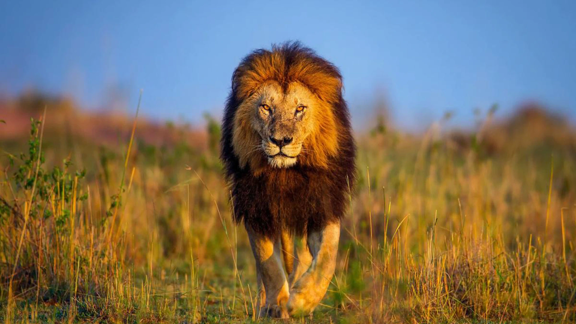 4 Days Tsavo East and West Safari
