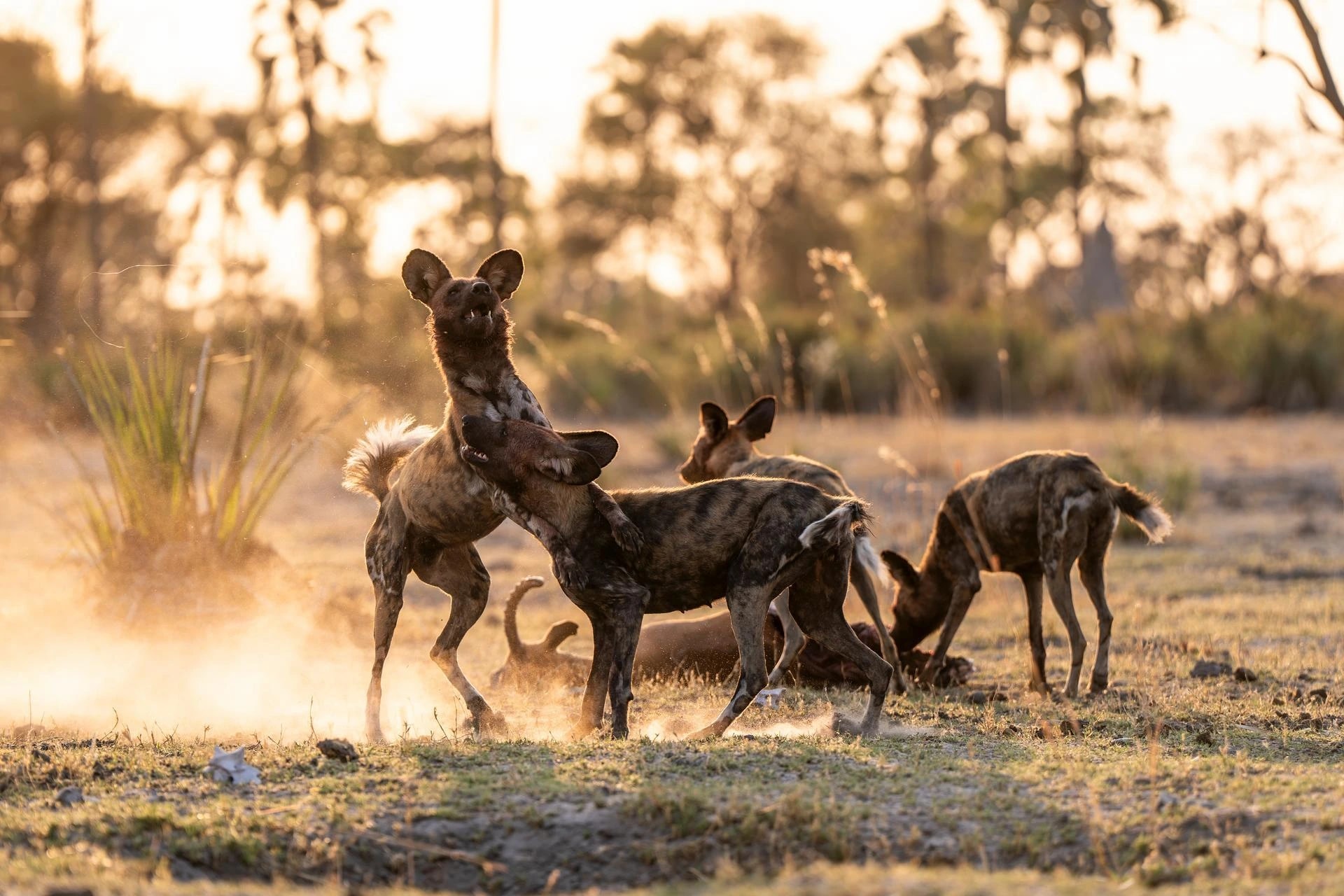 Botswana Delta & Desert Adventure