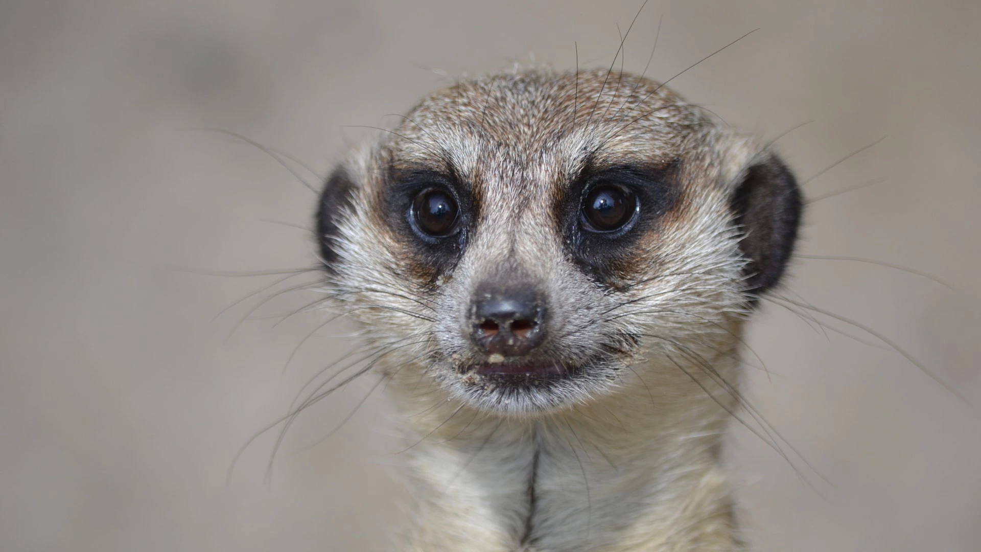 Africa Meerkat 10 iStock 589447106
