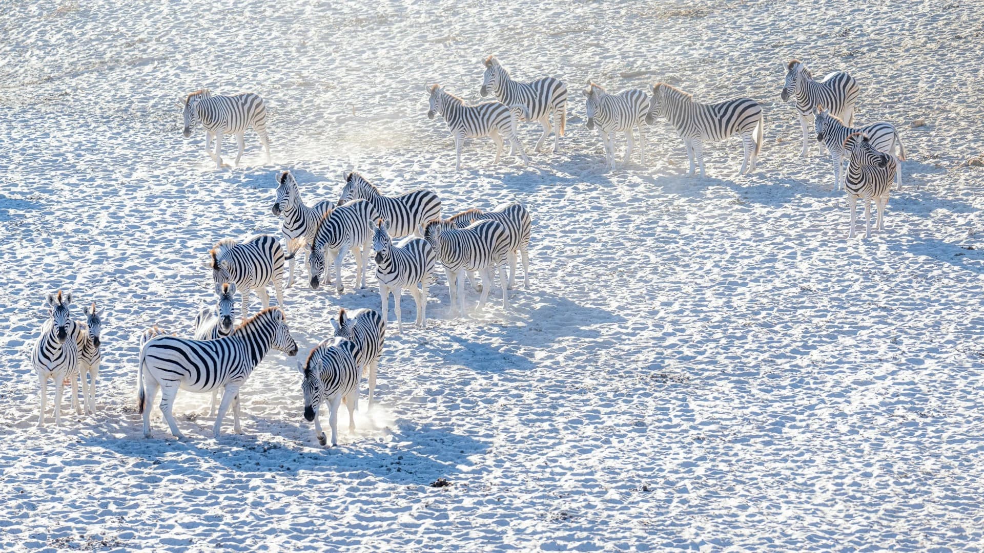 Zebra herds on white salt pan of Makgadikgadi Botswana