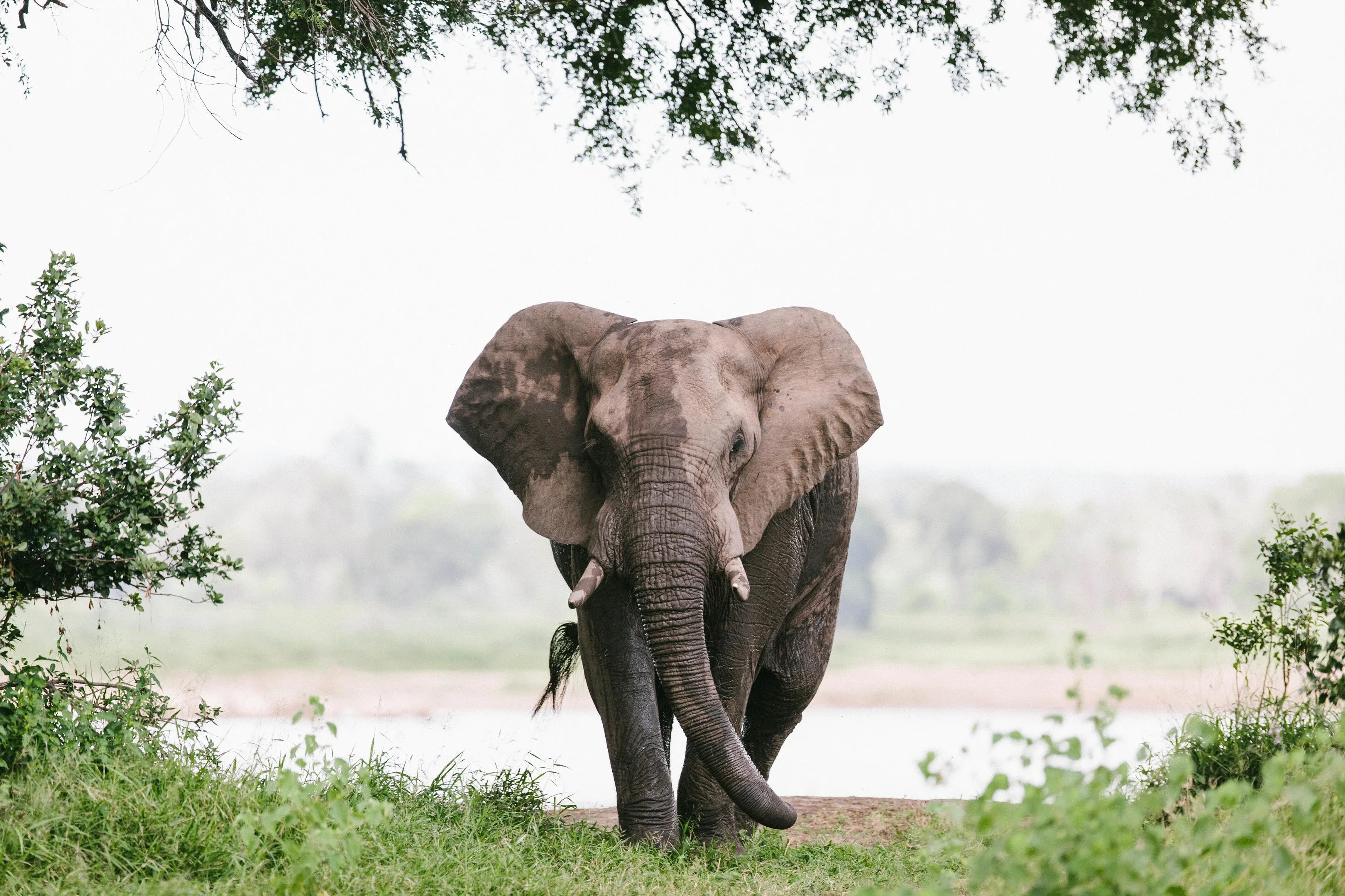 elephants 011