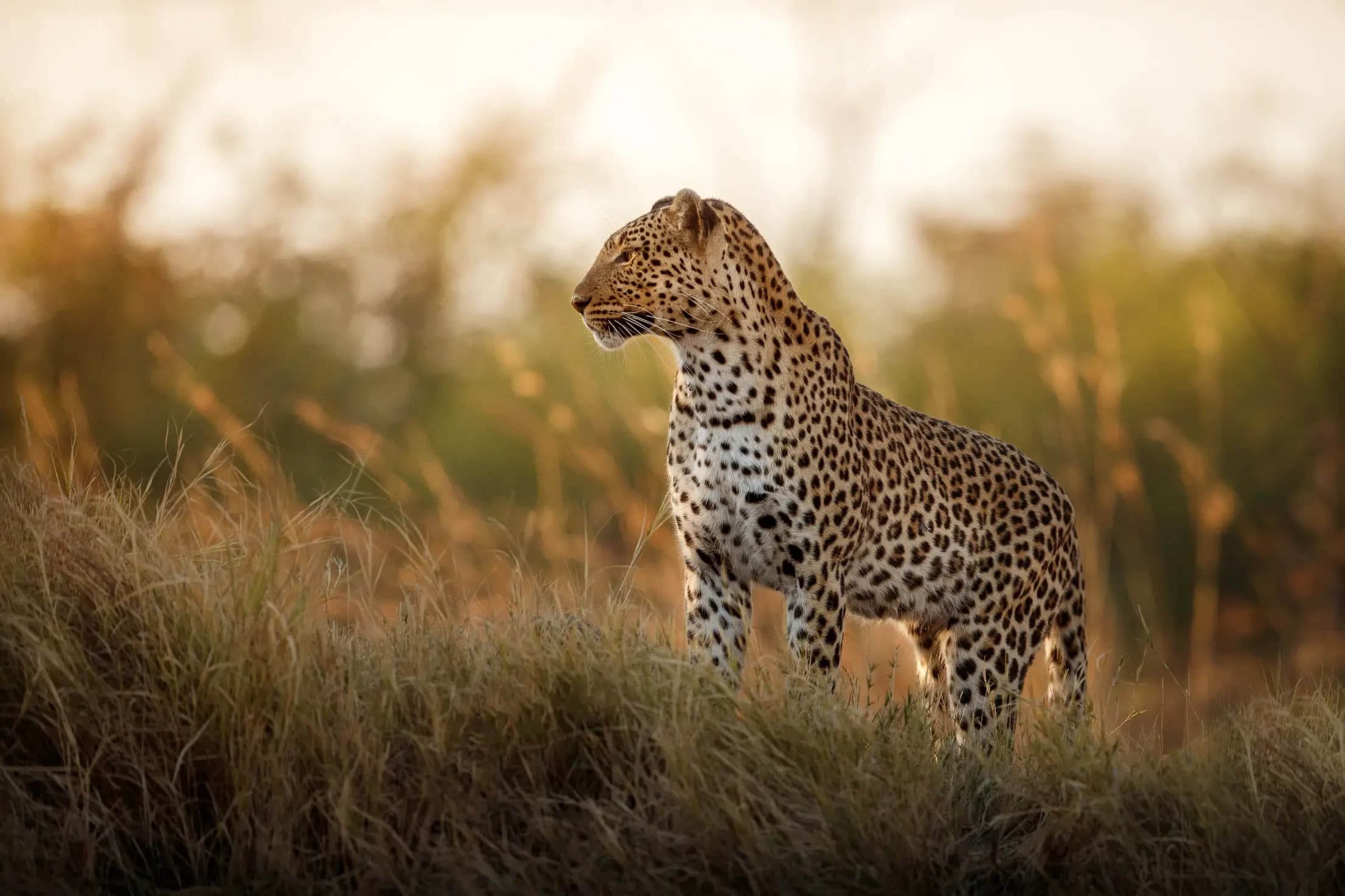 Masai Mara Wetu 5