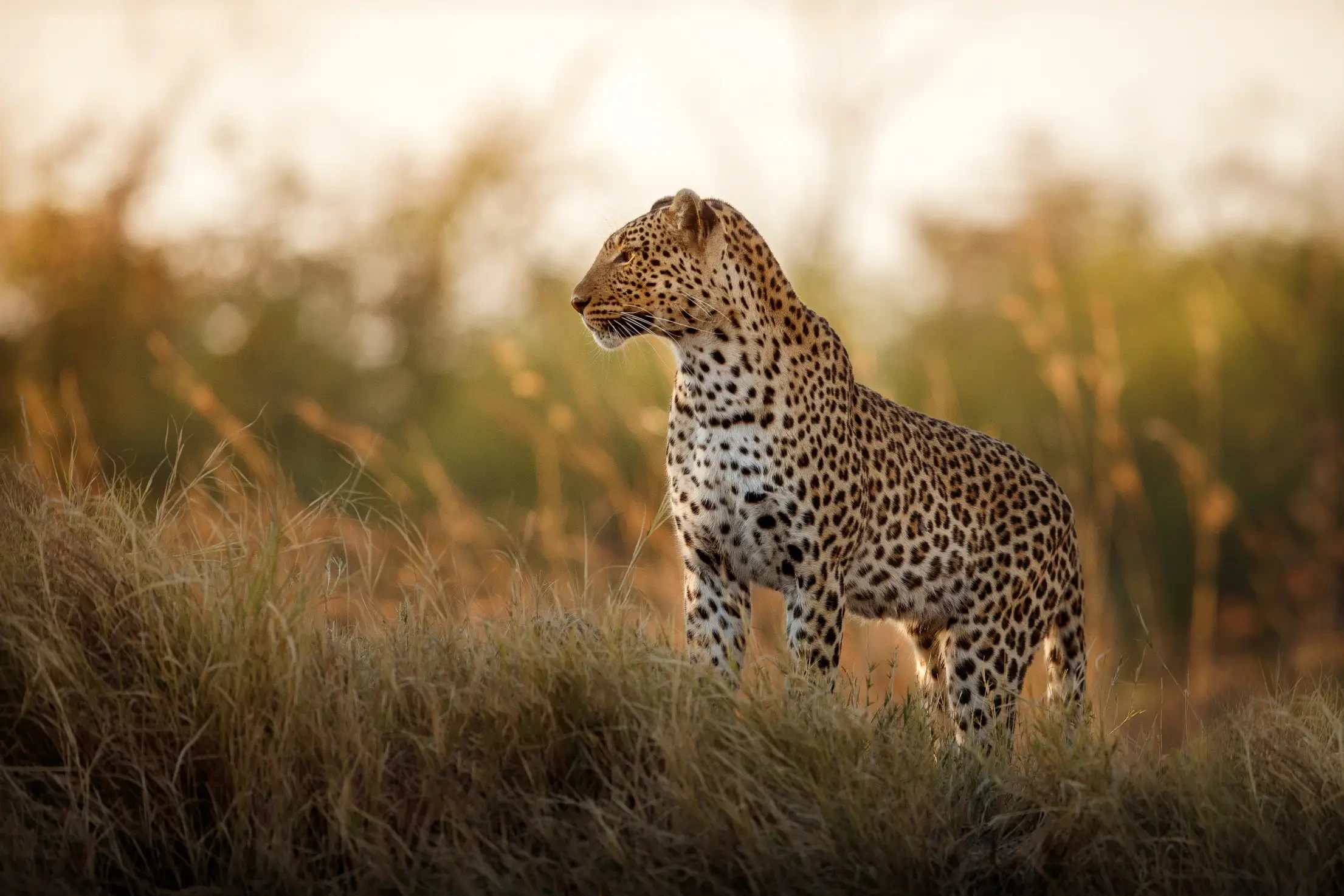 Masai Mara Wetu 5