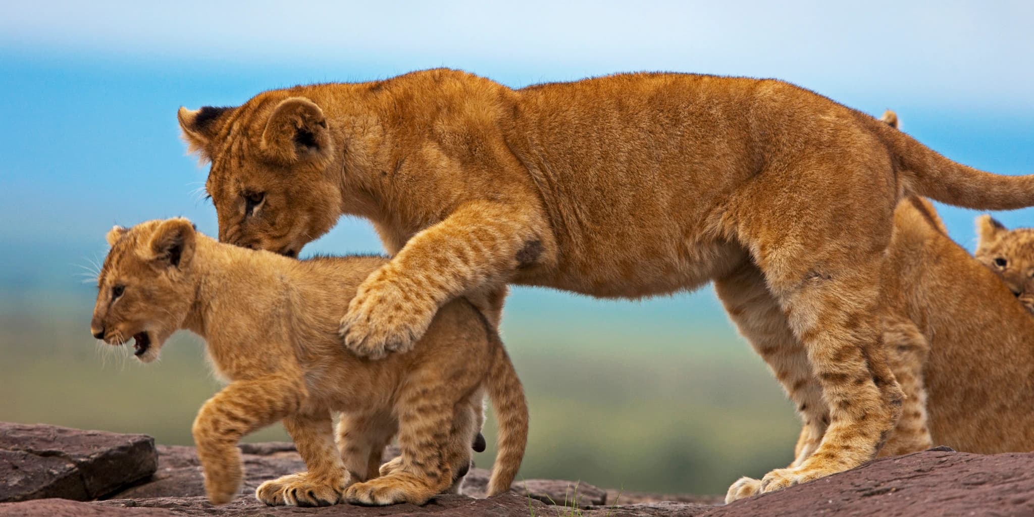 copyright beverly joubert mara wildlife kenya 5289
