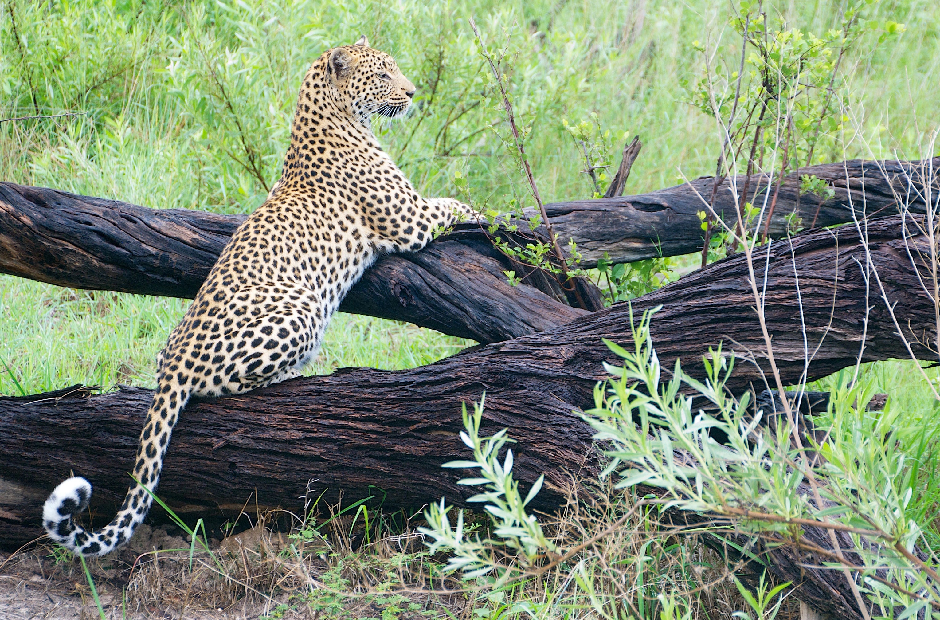 Moremi & Savuti Experience