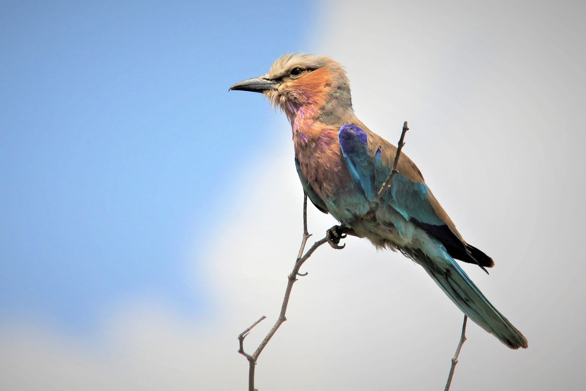 Rwanda Birding Tour