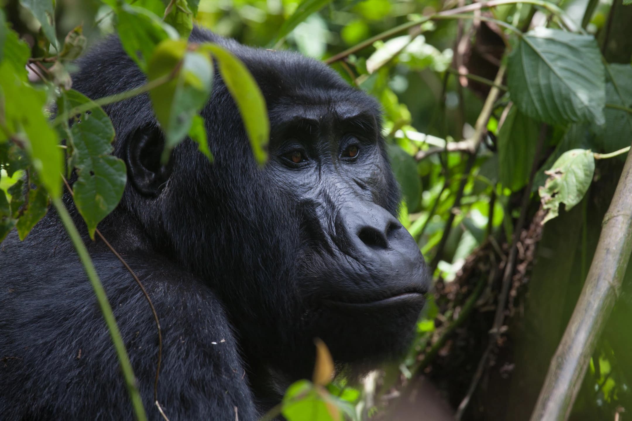1772211850885 What to expect on 10 Days Rwanda primate safari vacation