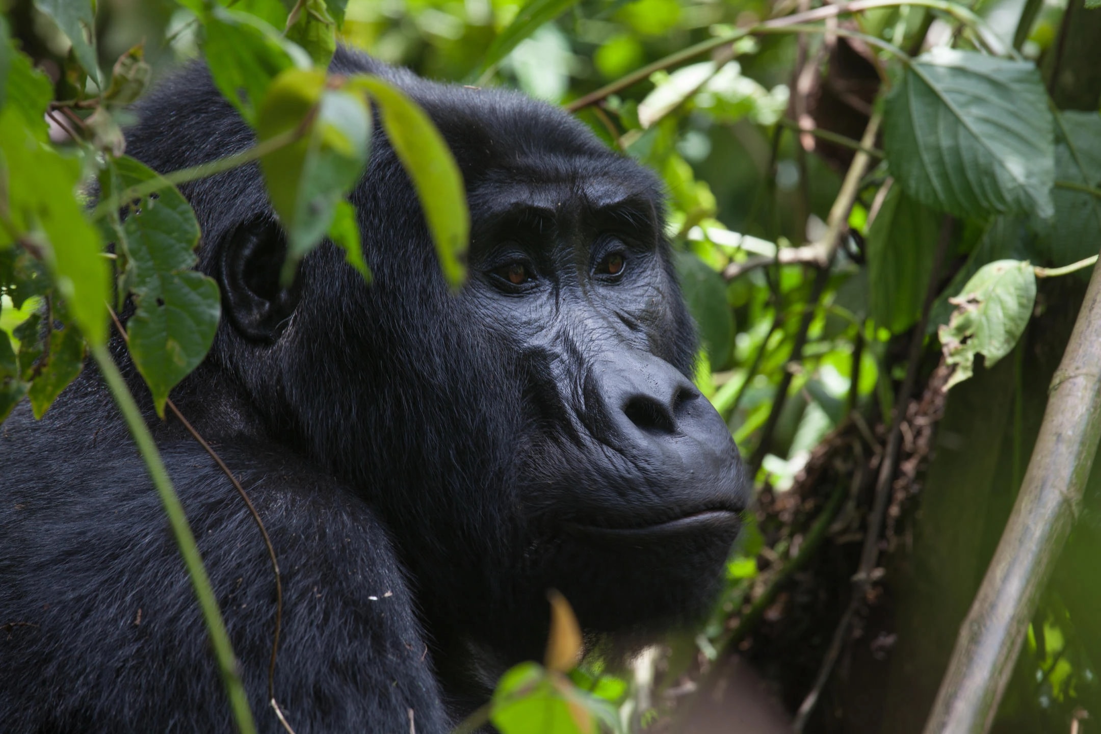 1772211850885 What to expect on 10 Days Rwanda primate safari vacation