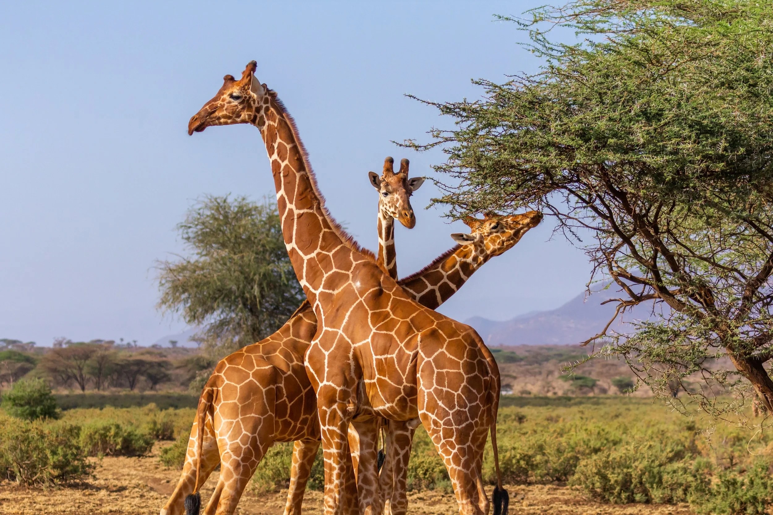 Samburu & Aberdare Wilderness