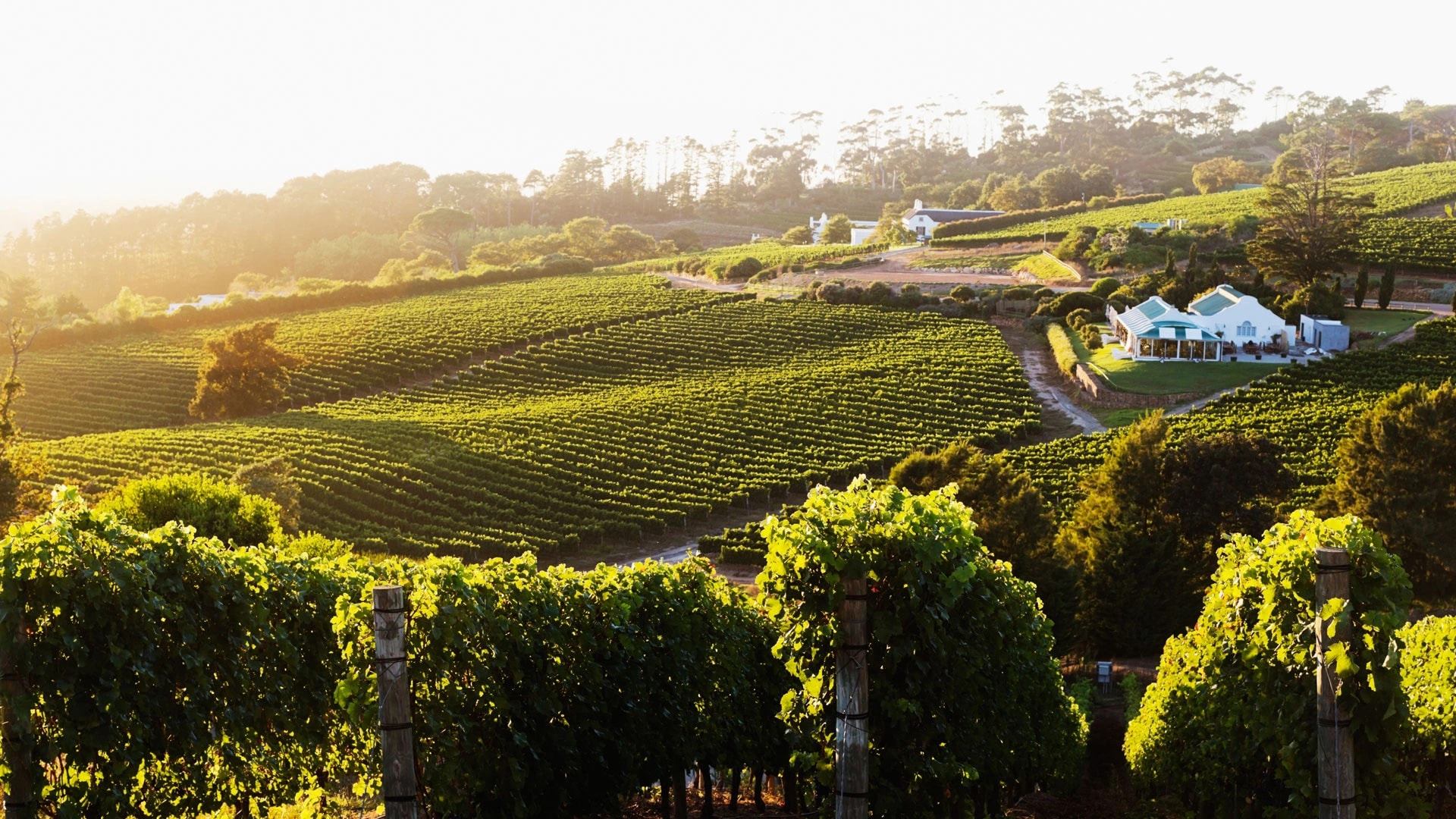 cape winelands and whale coast safari