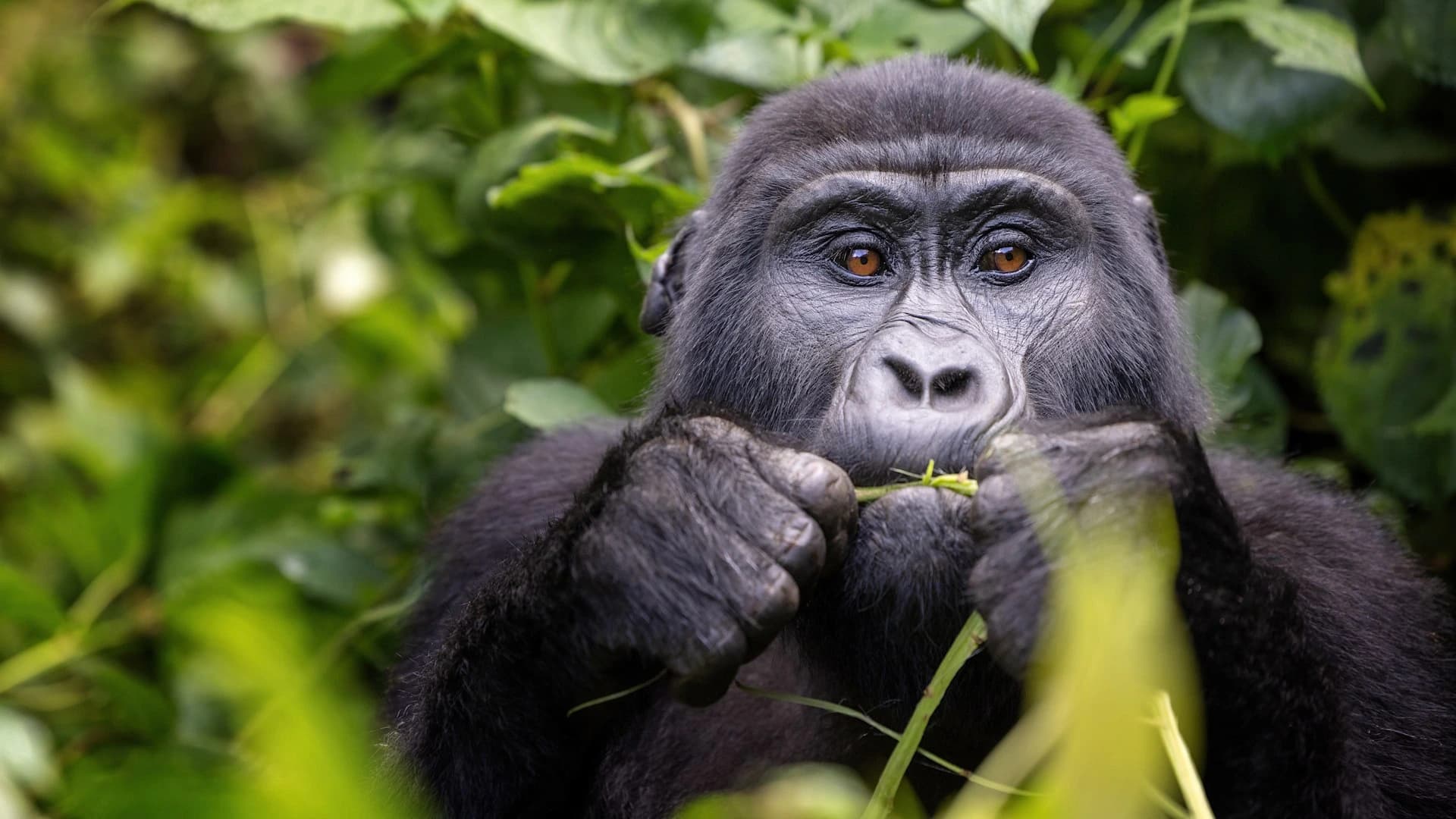 Uganda Gorilla Bwindi 1841399637