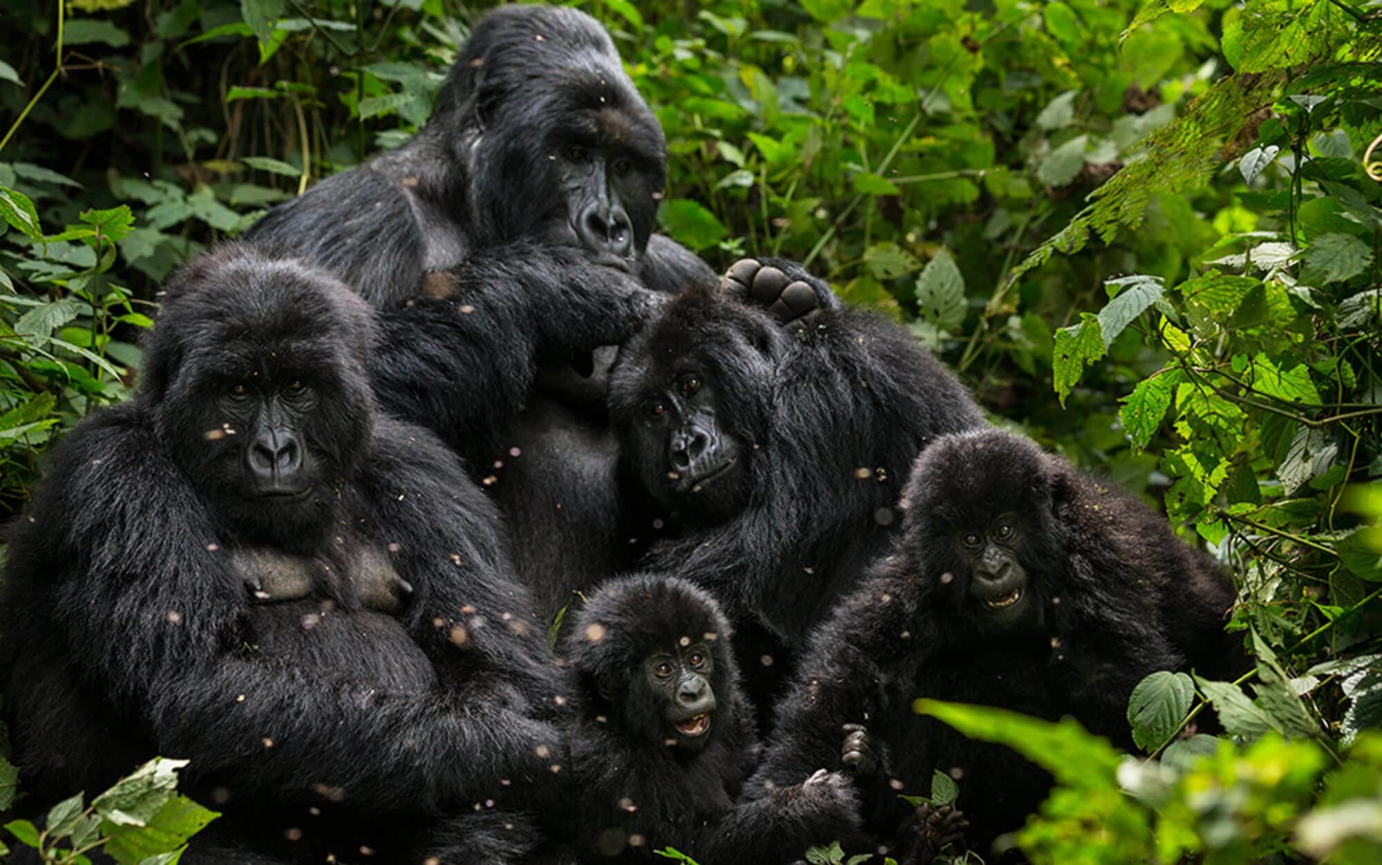Gorilla habituation experience in Uganda