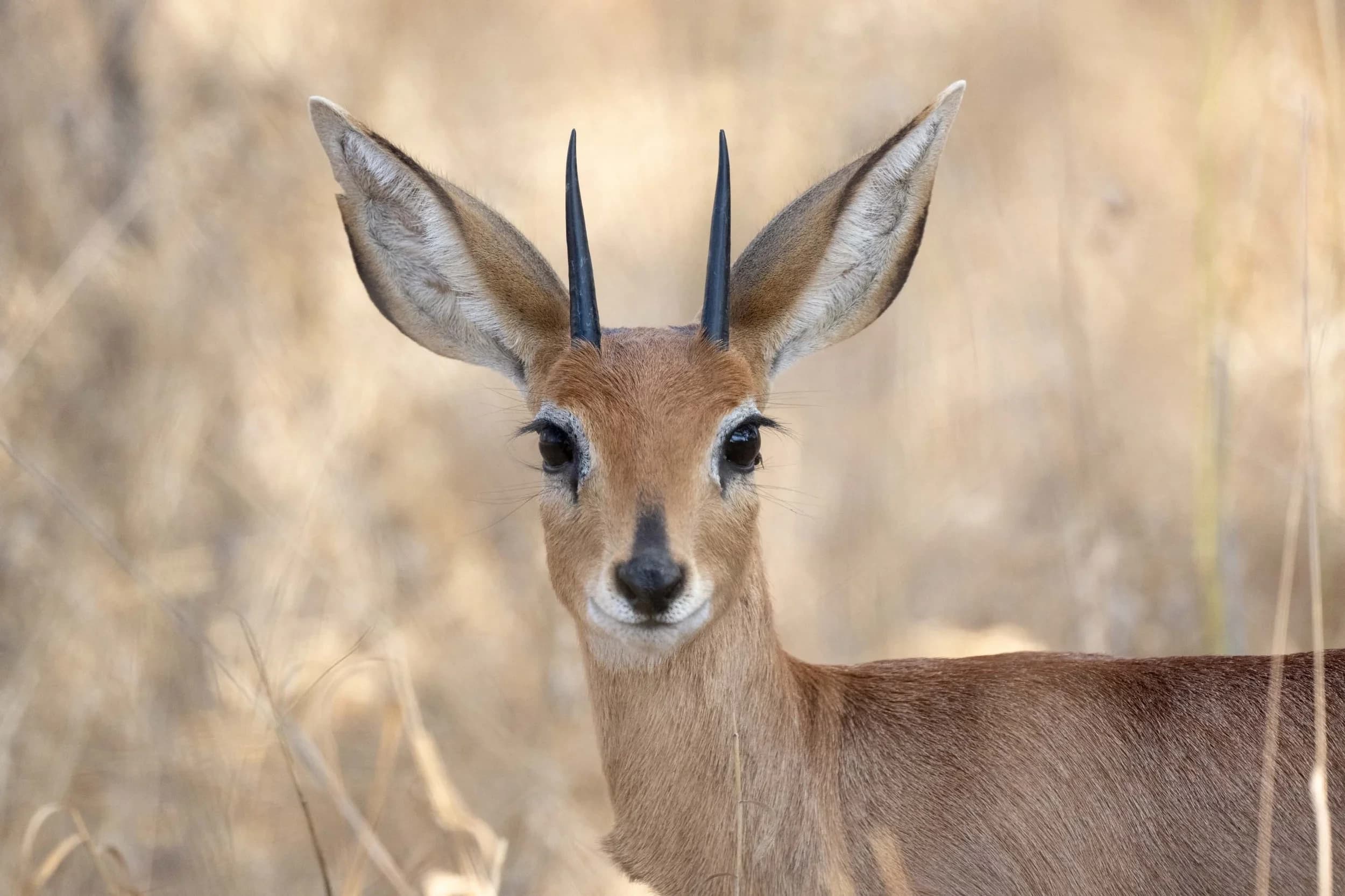 Amalinda Hwange Safari 067