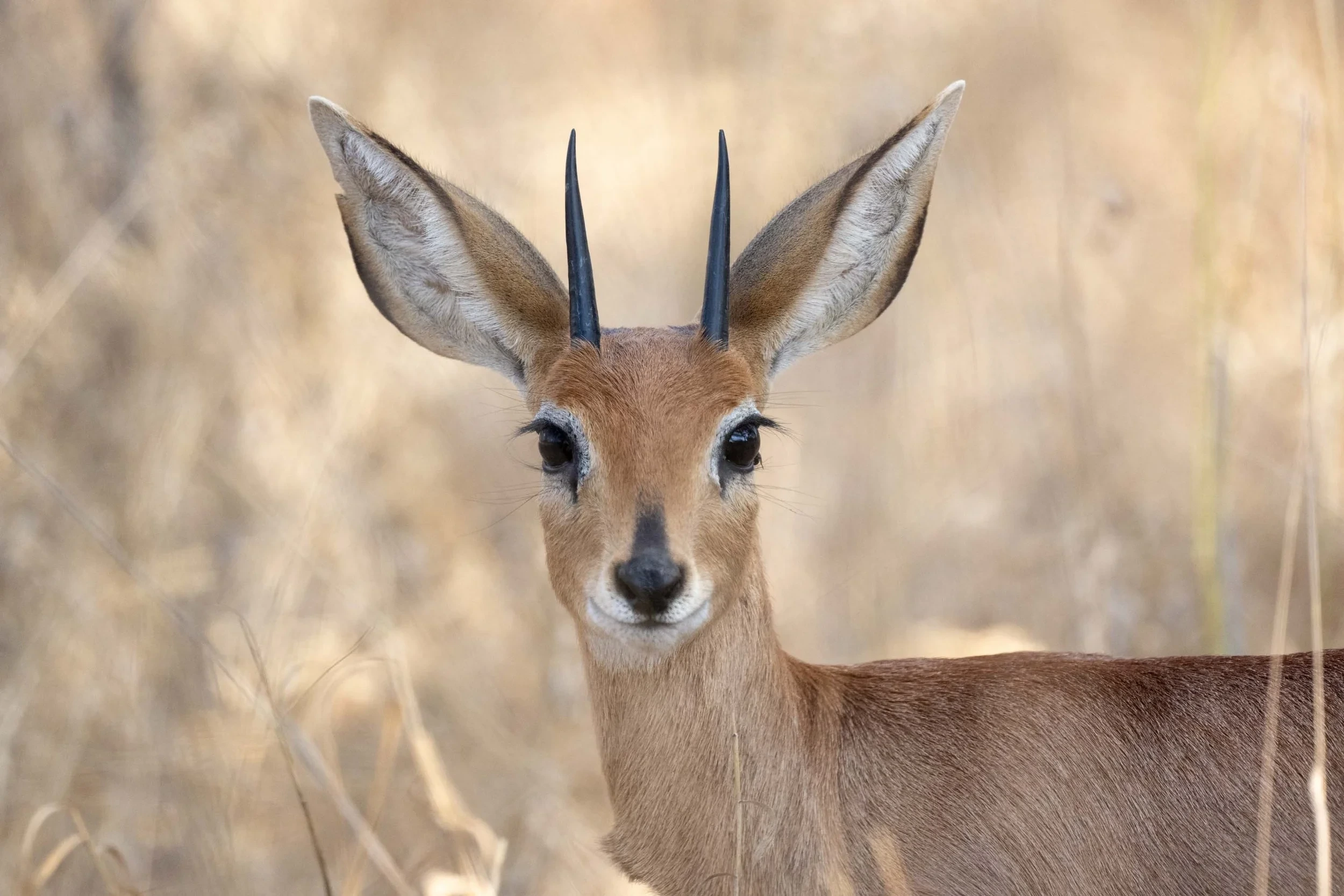 Amalinda Hwange Safari 067