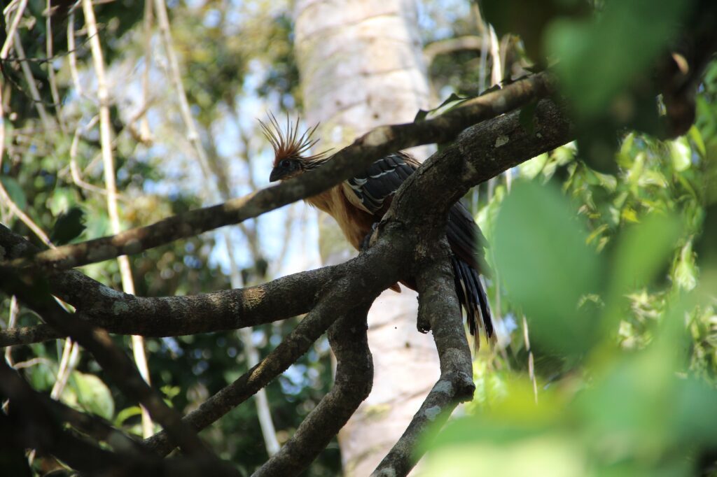 A beautiful crested bird in the jungle of Puerto Maldonado. Peru