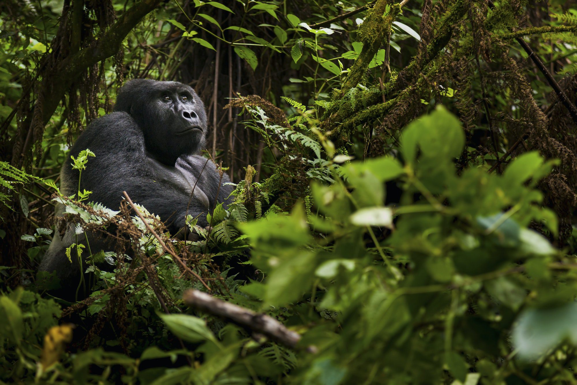 Mountain gorilla, Volcanoes National Park, Rwanda