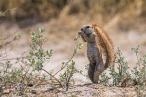 Central Kalahari Game Reserve