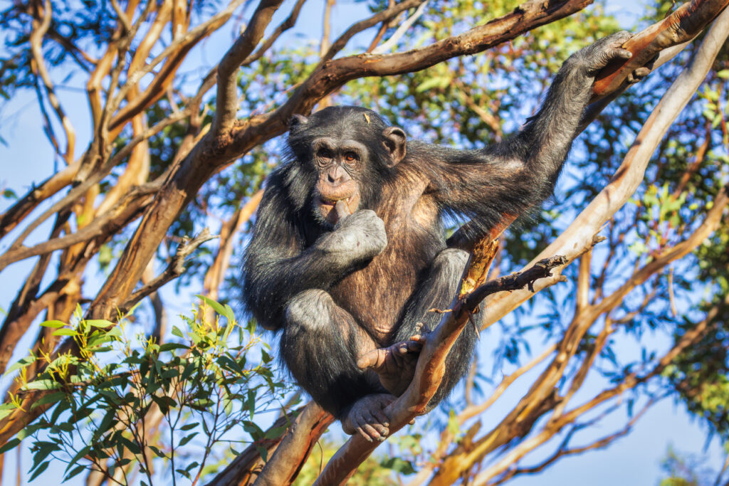 Gorilla and Chimpanzee Safari – 8 days