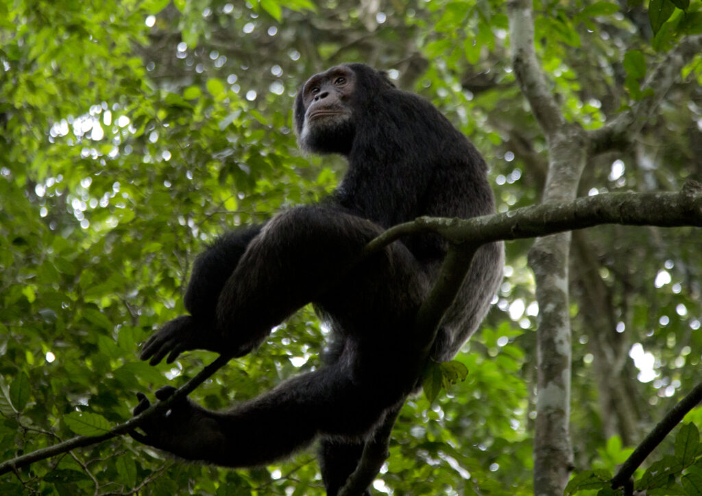 Kibale Forest and Bwindi Impenetrable National Park Expedition – 10 days