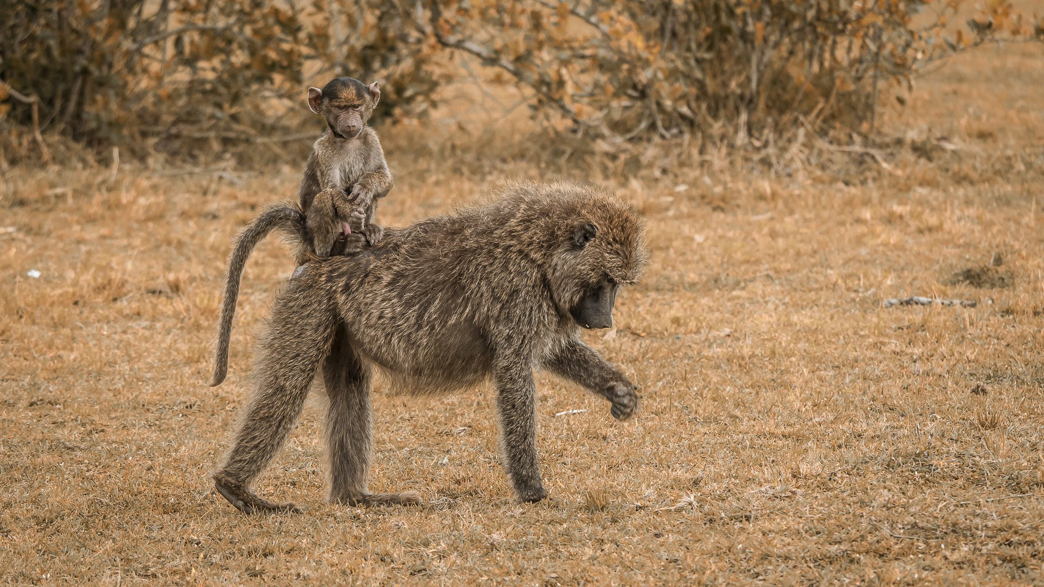 Lake Nakuru and Maasai Mara Safari – 5 days