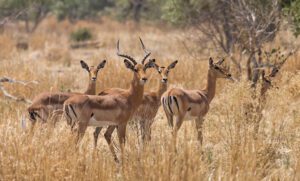 Moremi Game Reserve