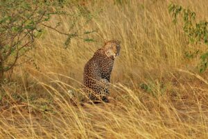 Murchison Falls National Park