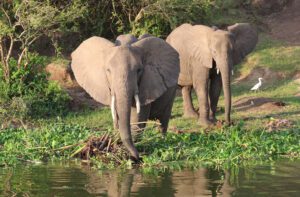 Queen Elizabeth National Park