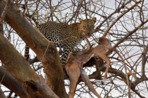 Samburu National Reserve