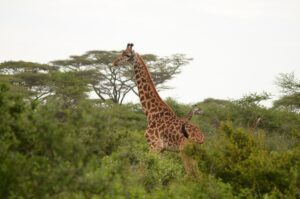 Selous Game Reserve